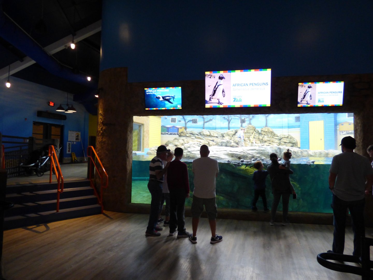 African Penguin Exhibit - Sept. 2018