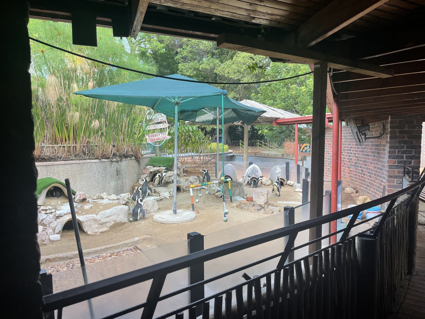 African Penguin Exhibit (Spheniscus demersus)