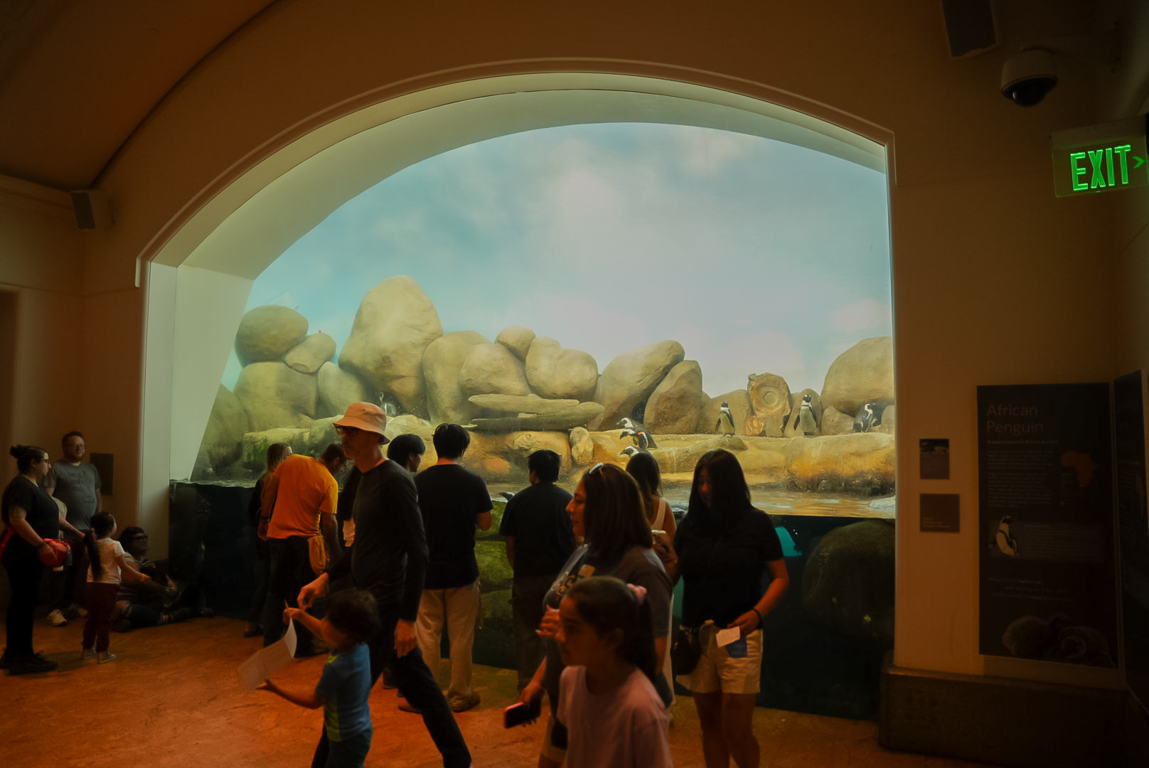 African Penguin exhibit (Tusher African Hall)