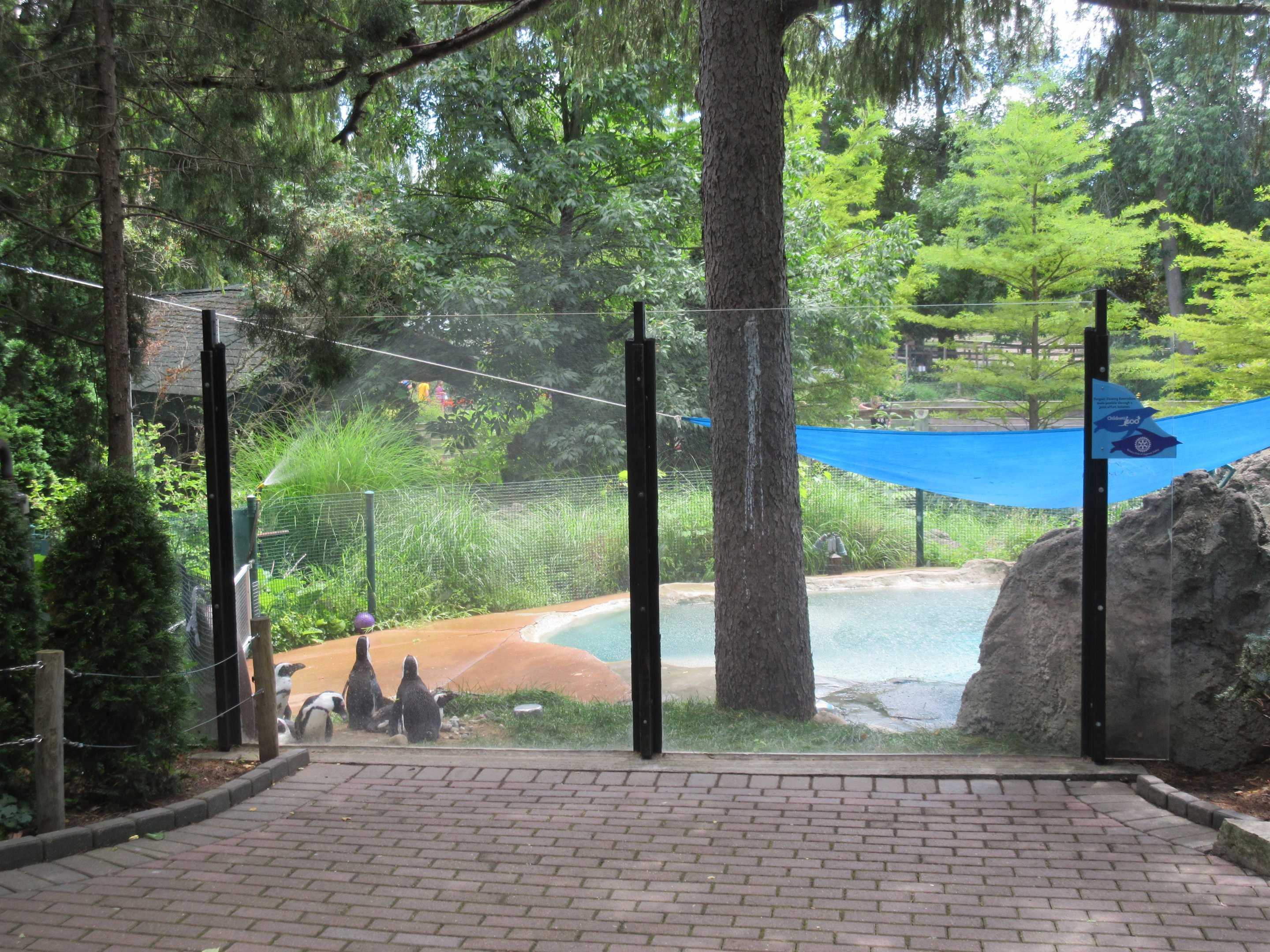 African Penguin Exhibit - Upper Viewing Area