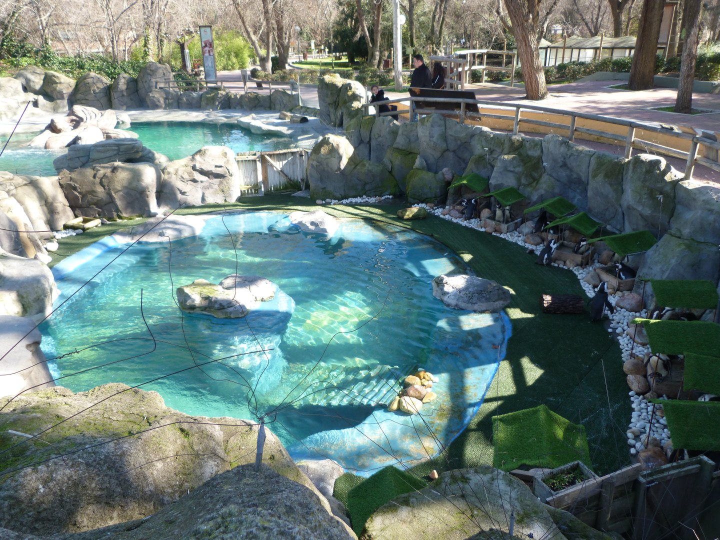 African penguin exhibit -Zoo Aquarium de Madrid (2025)