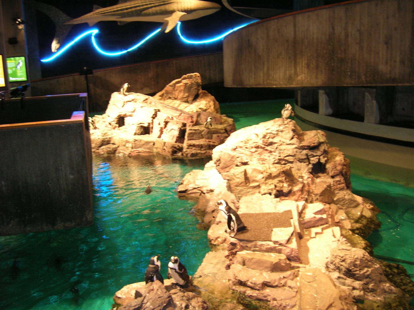 African Penguin Exhibit