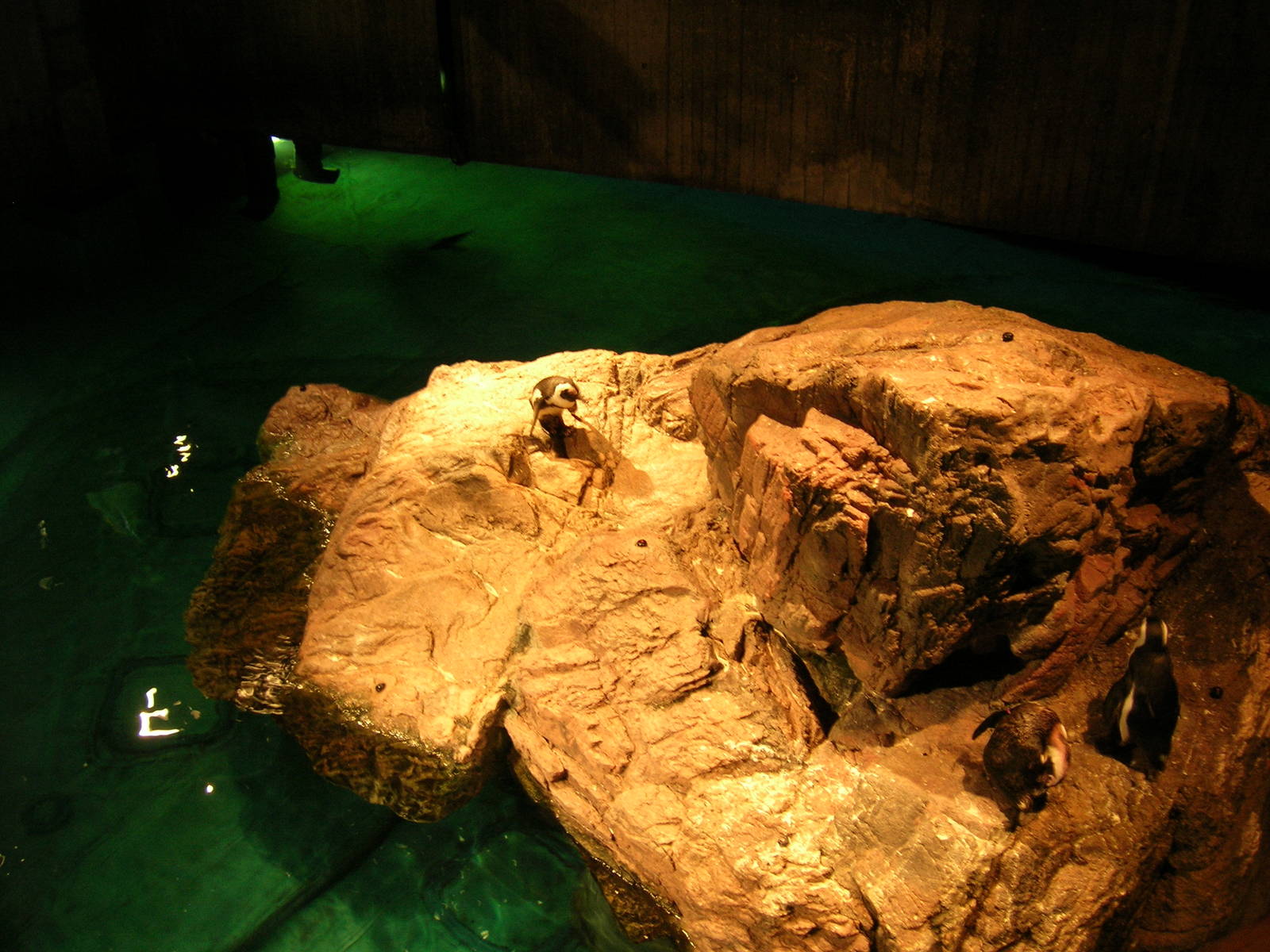 African Penguin Exhibit