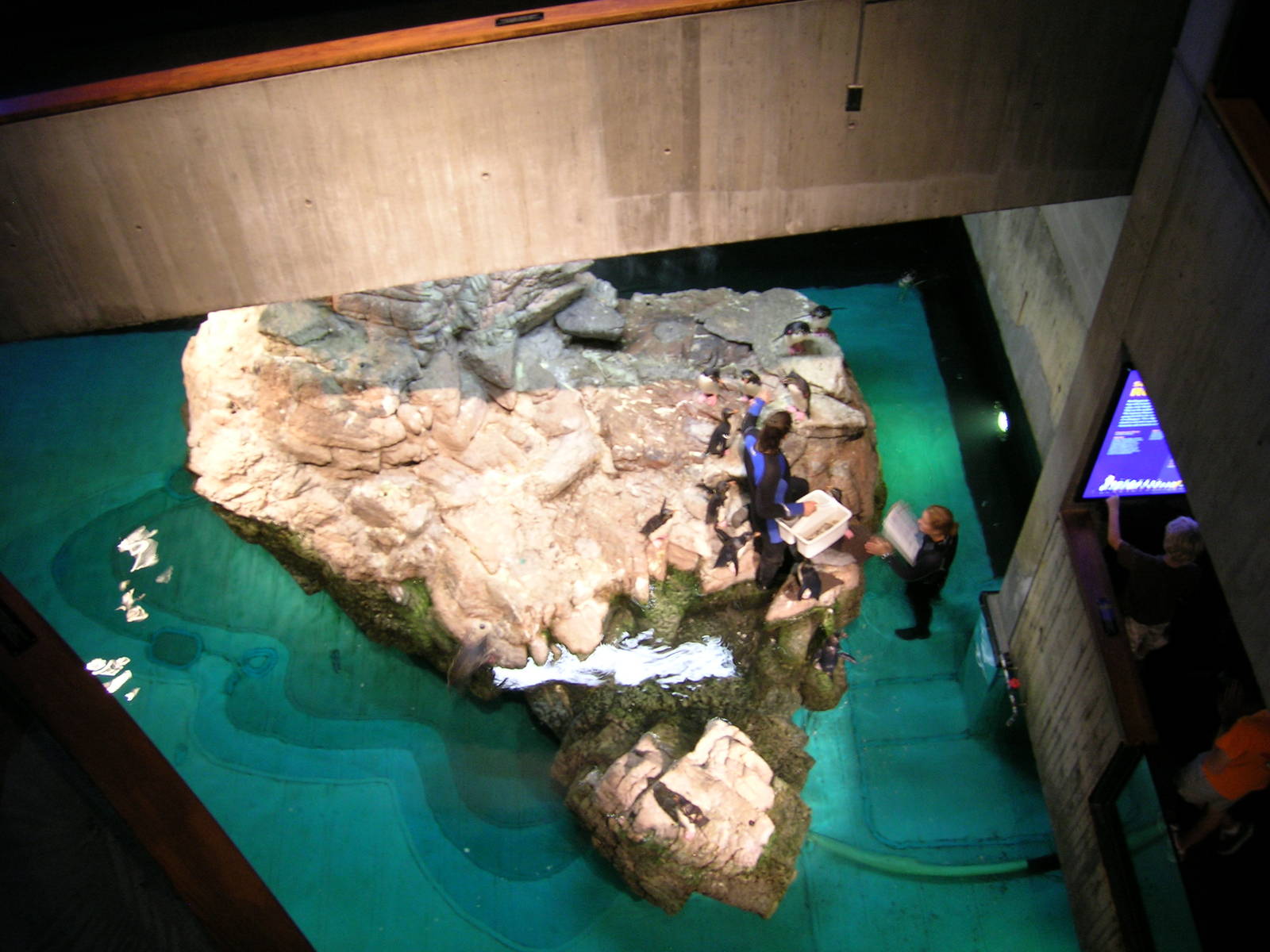 African Penguin Exhibit