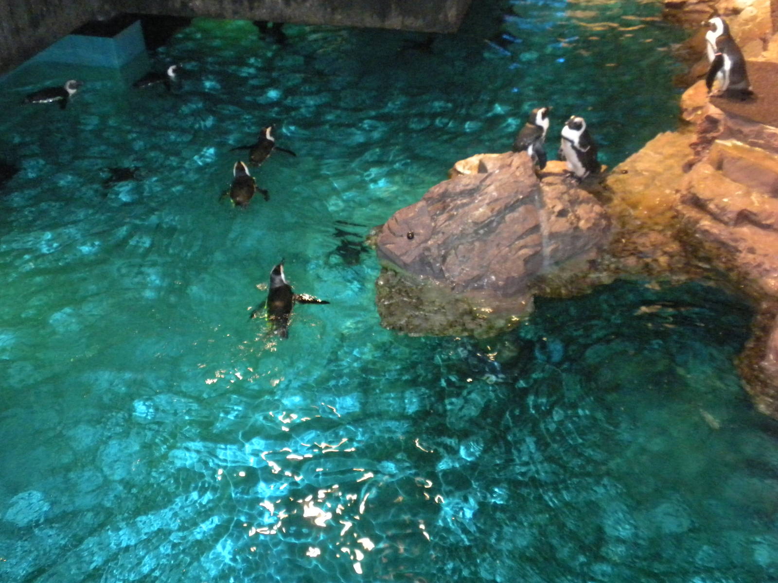 African Penguin Exhibit
