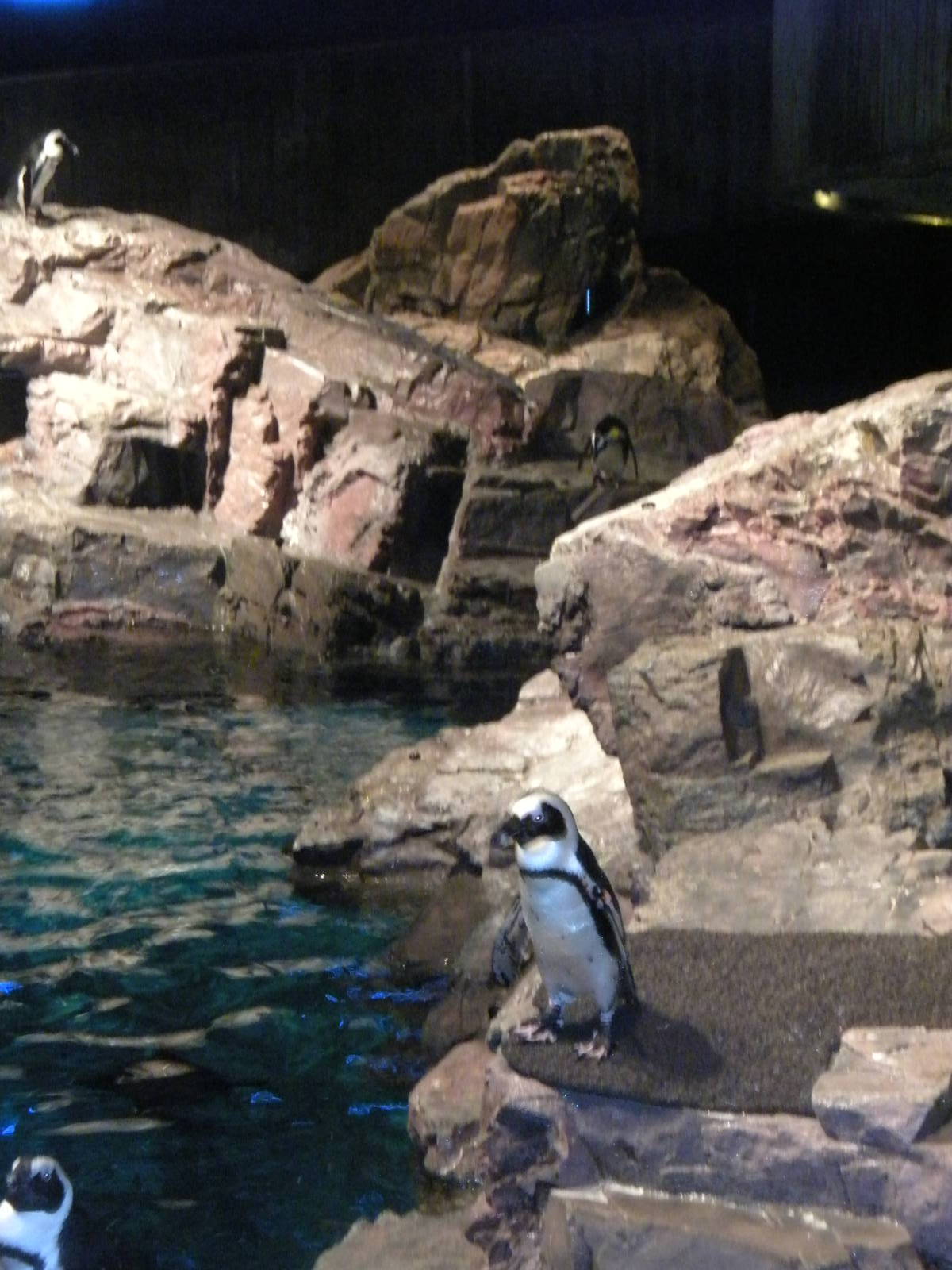 African Penguin Exhibit