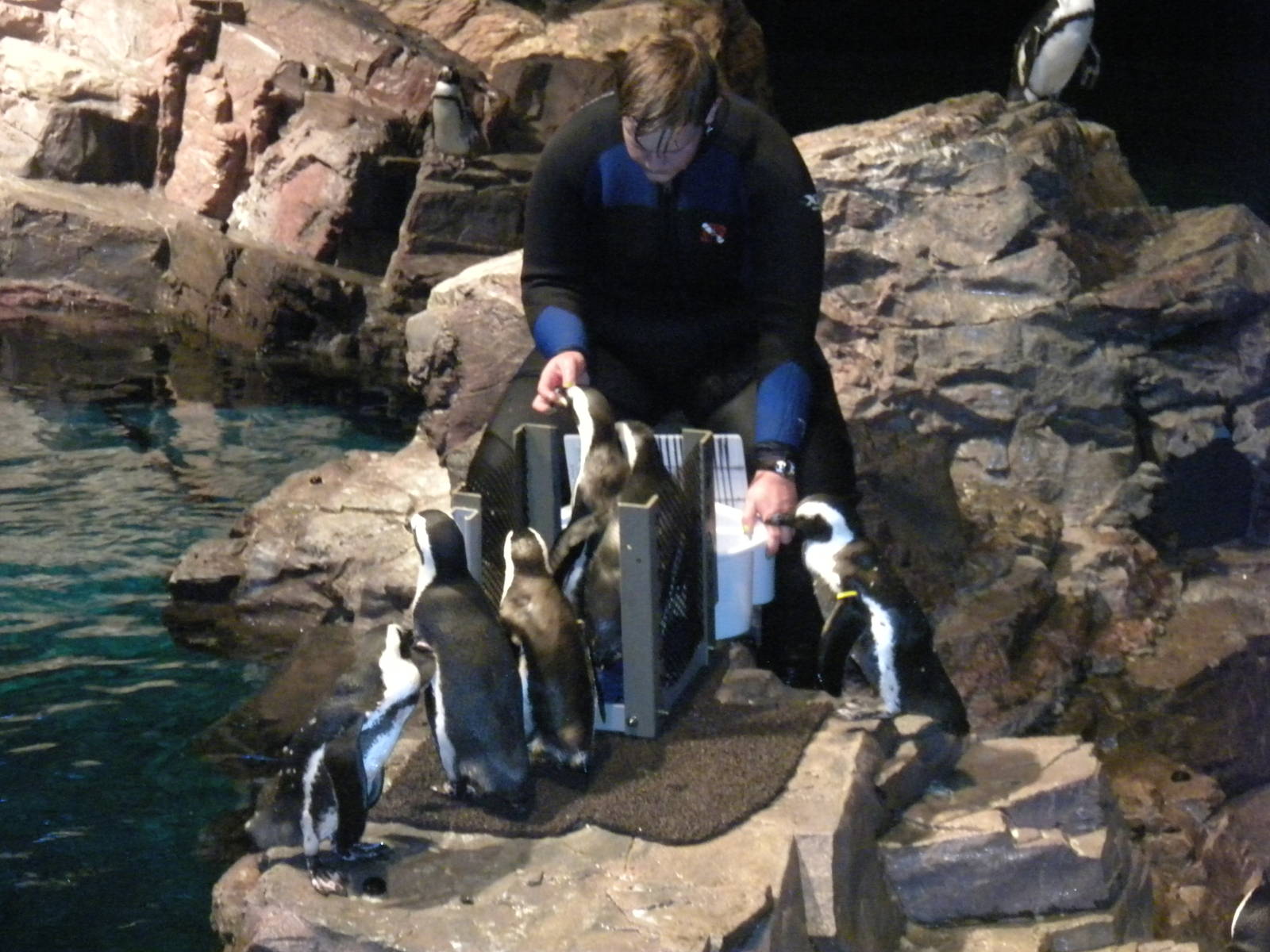 African Penguin Exhibit
