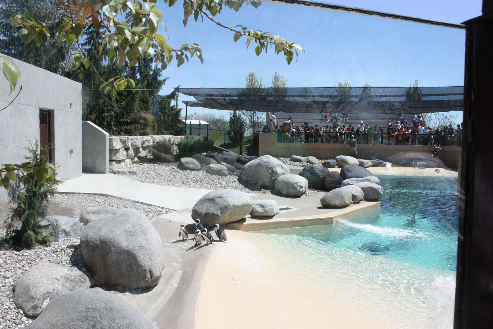 African Penguin exhibit