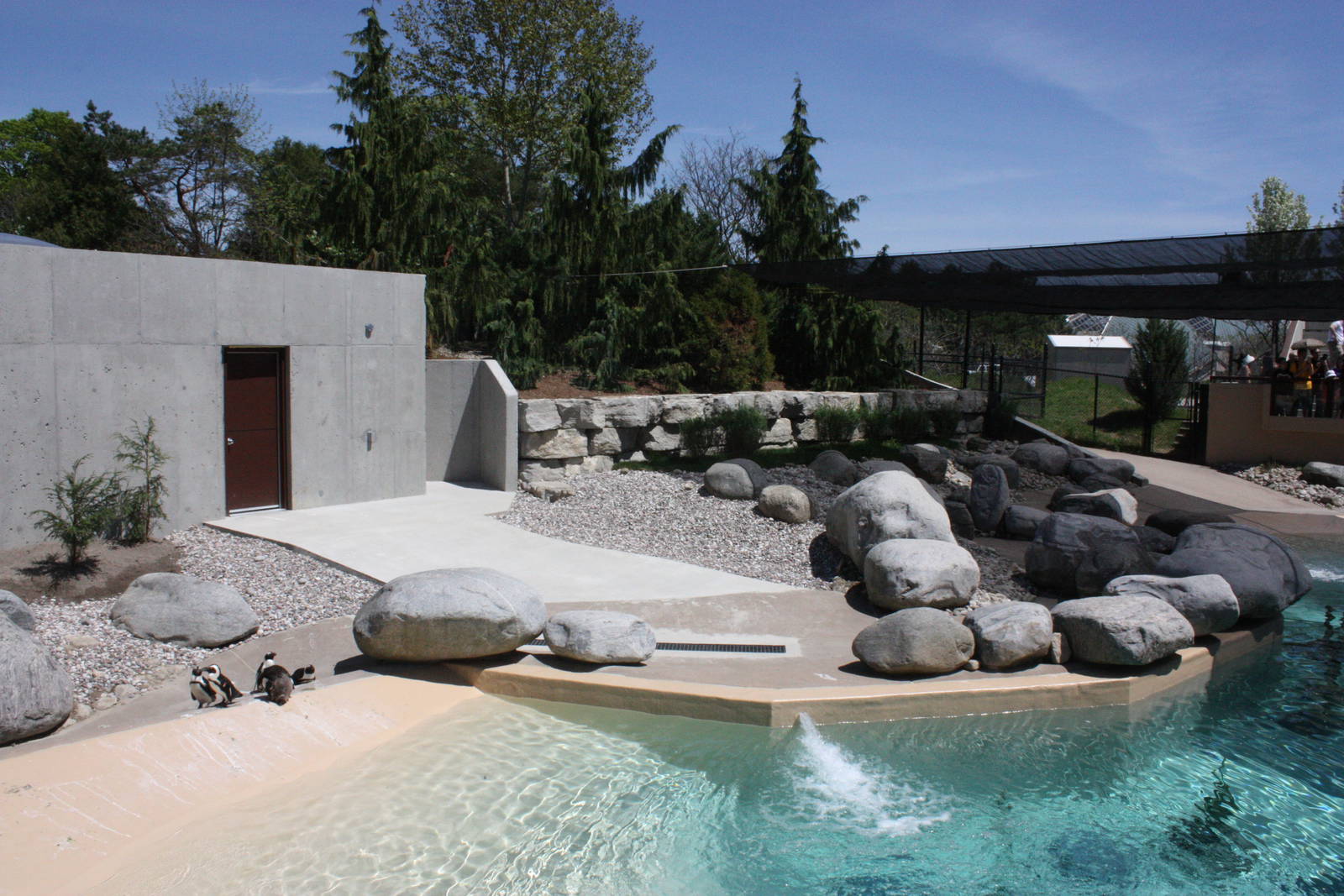 African Penguin exhibit