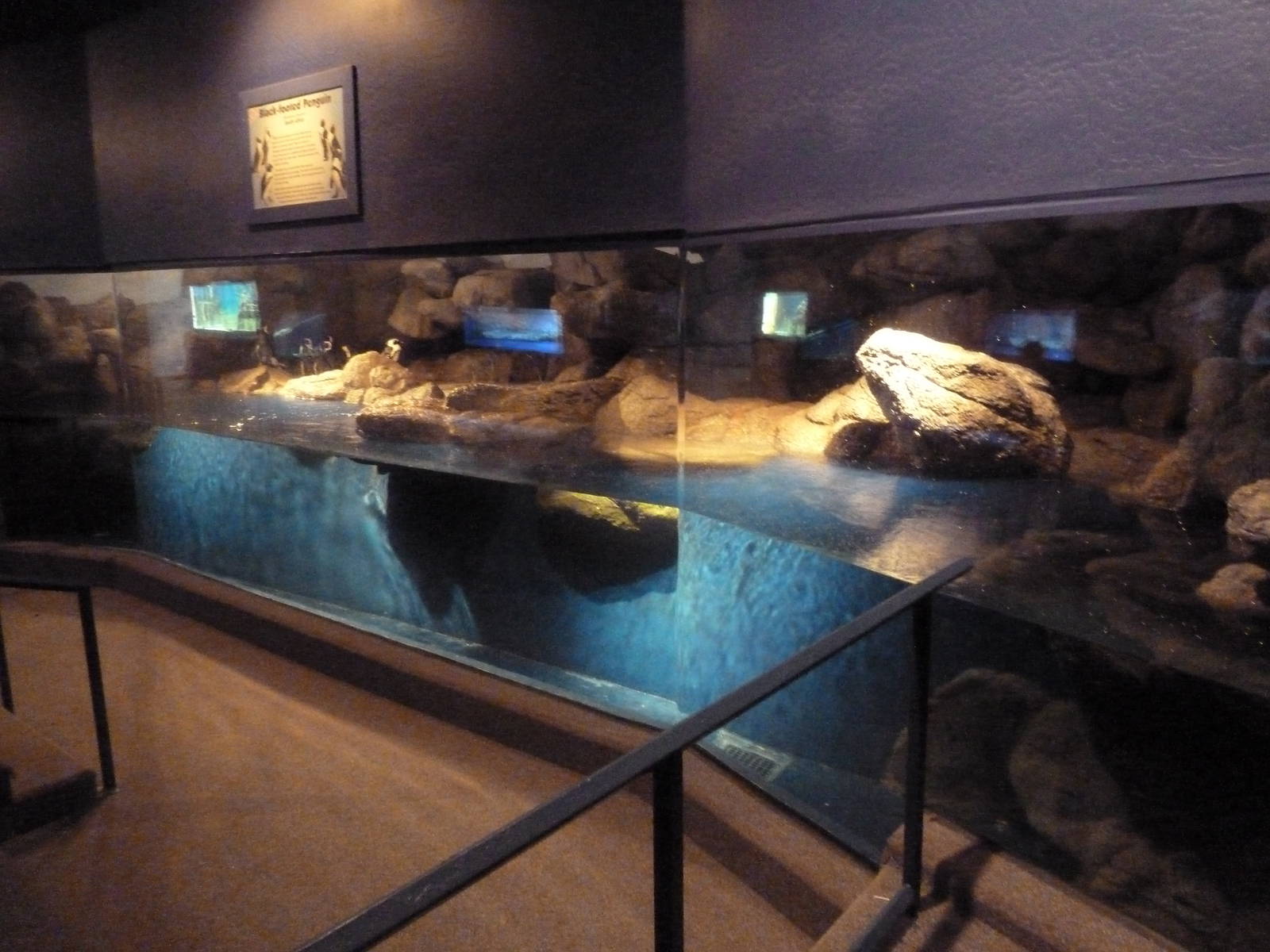 African Penguin Exhibit