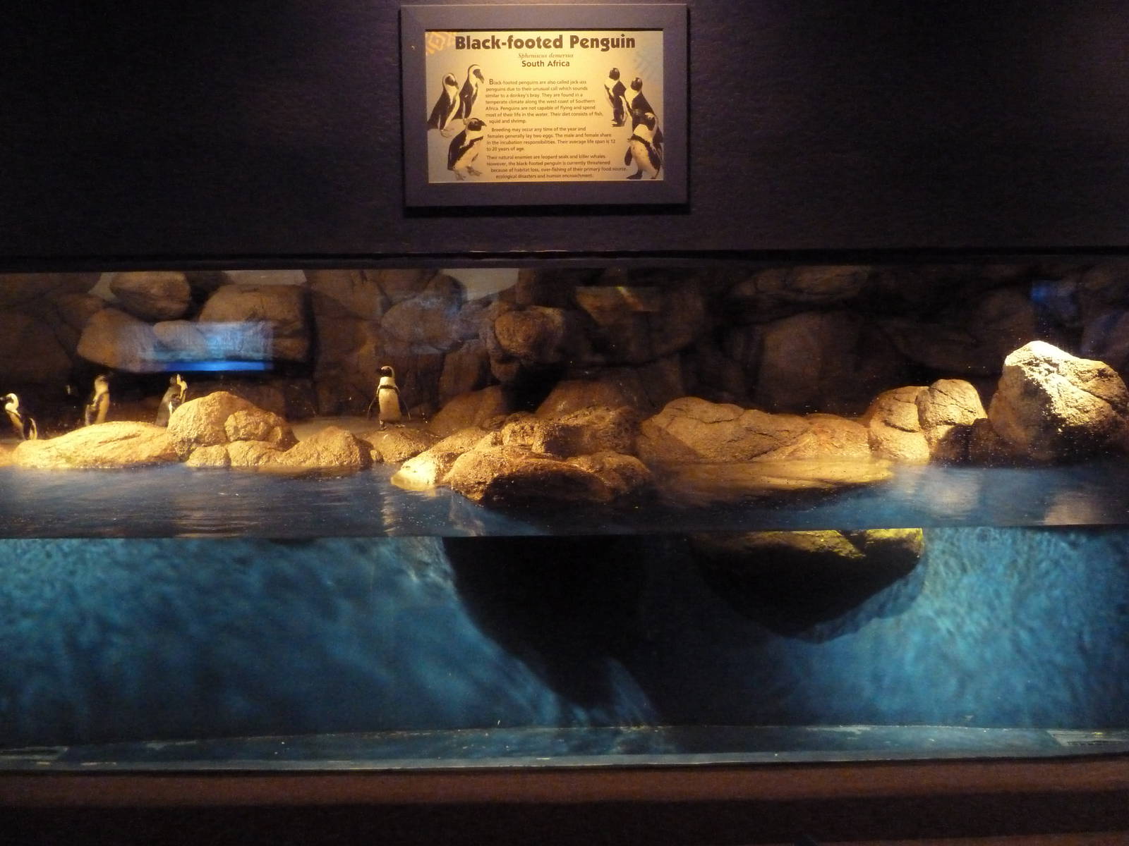 African Penguin Exhibit