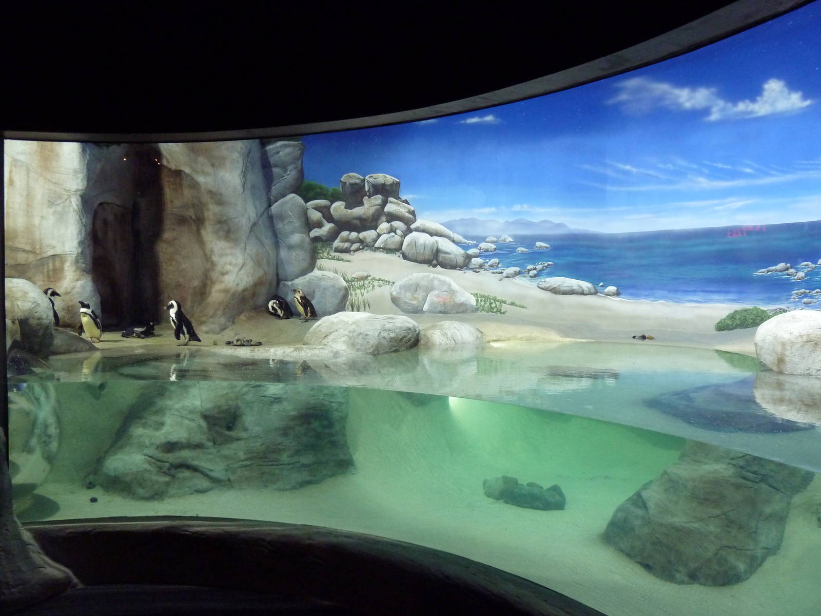 African Penguin Exhibit