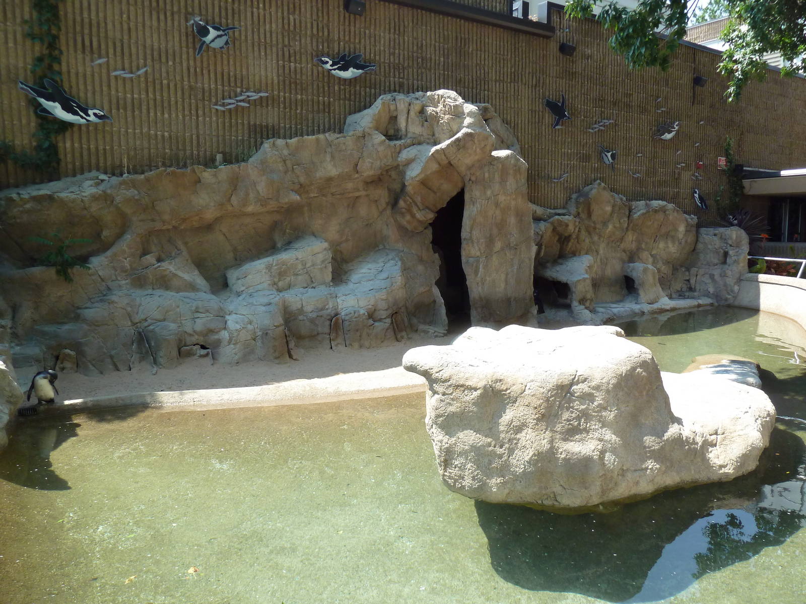 African Penguin Exhibit