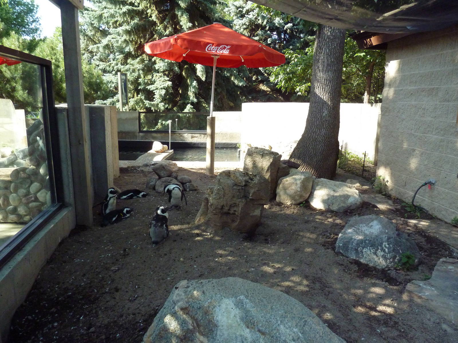 African Penguin Exhibit