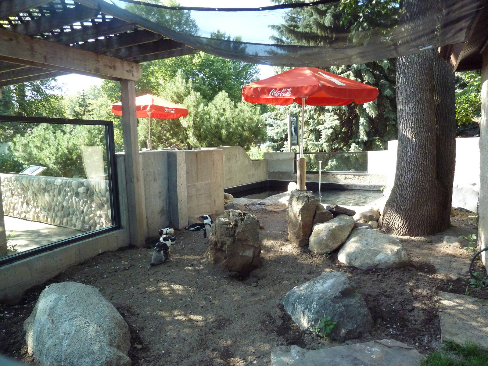 African Penguin Exhibit