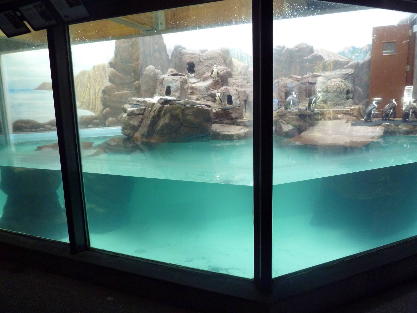 African Penguin Exhibit