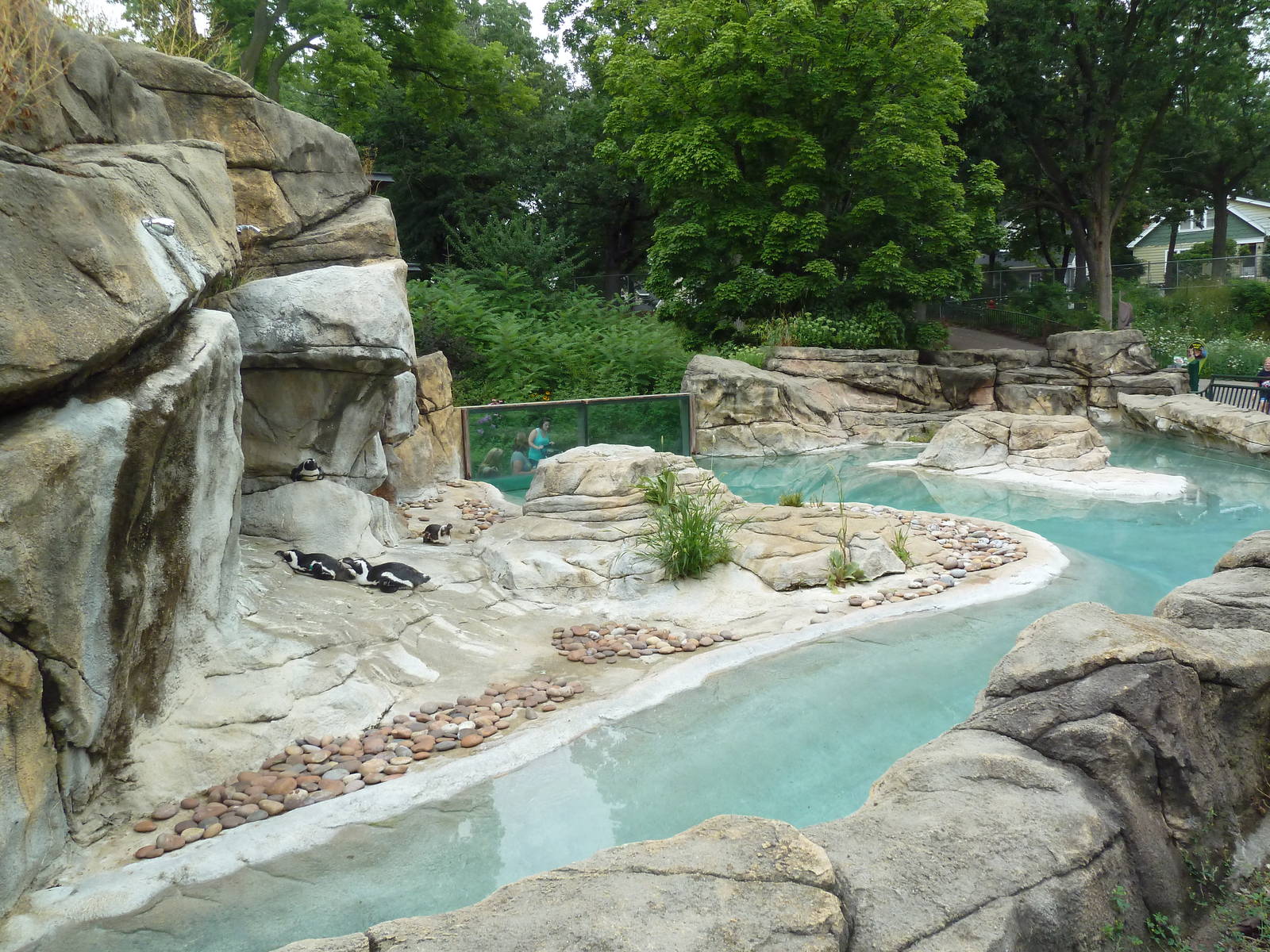 African Penguin Exhibit