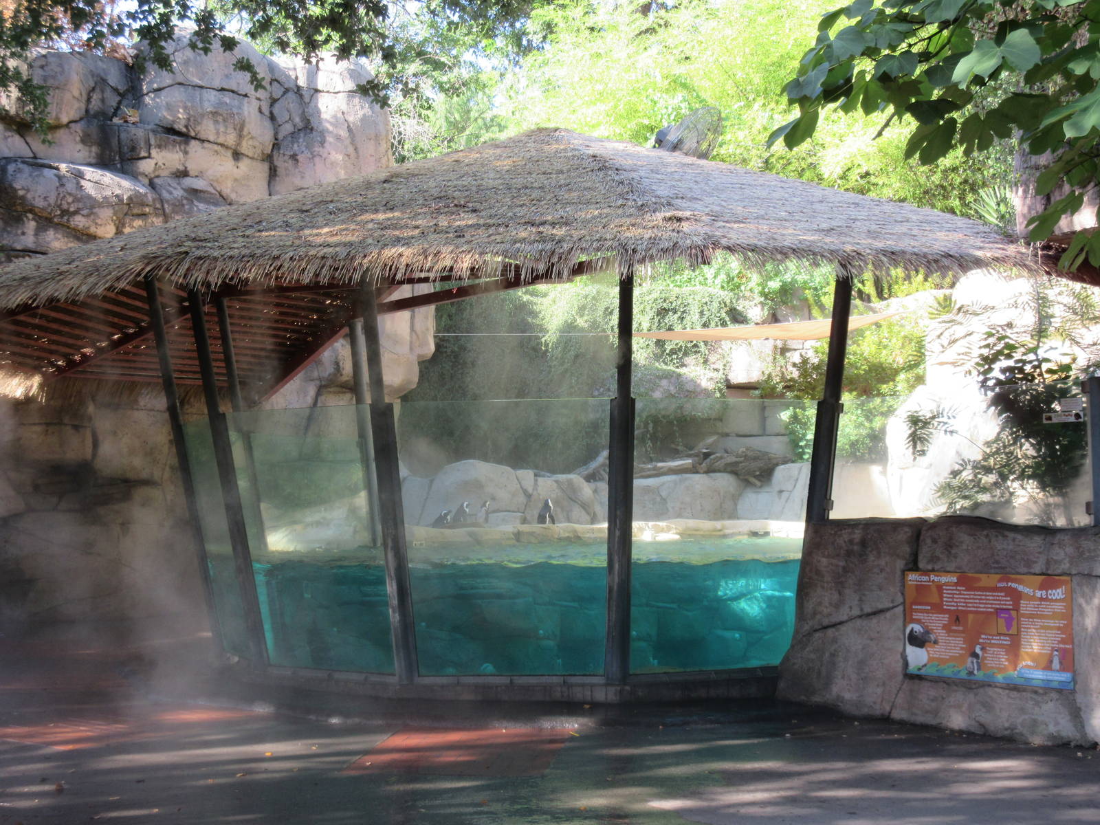 African Penguin Exhibit