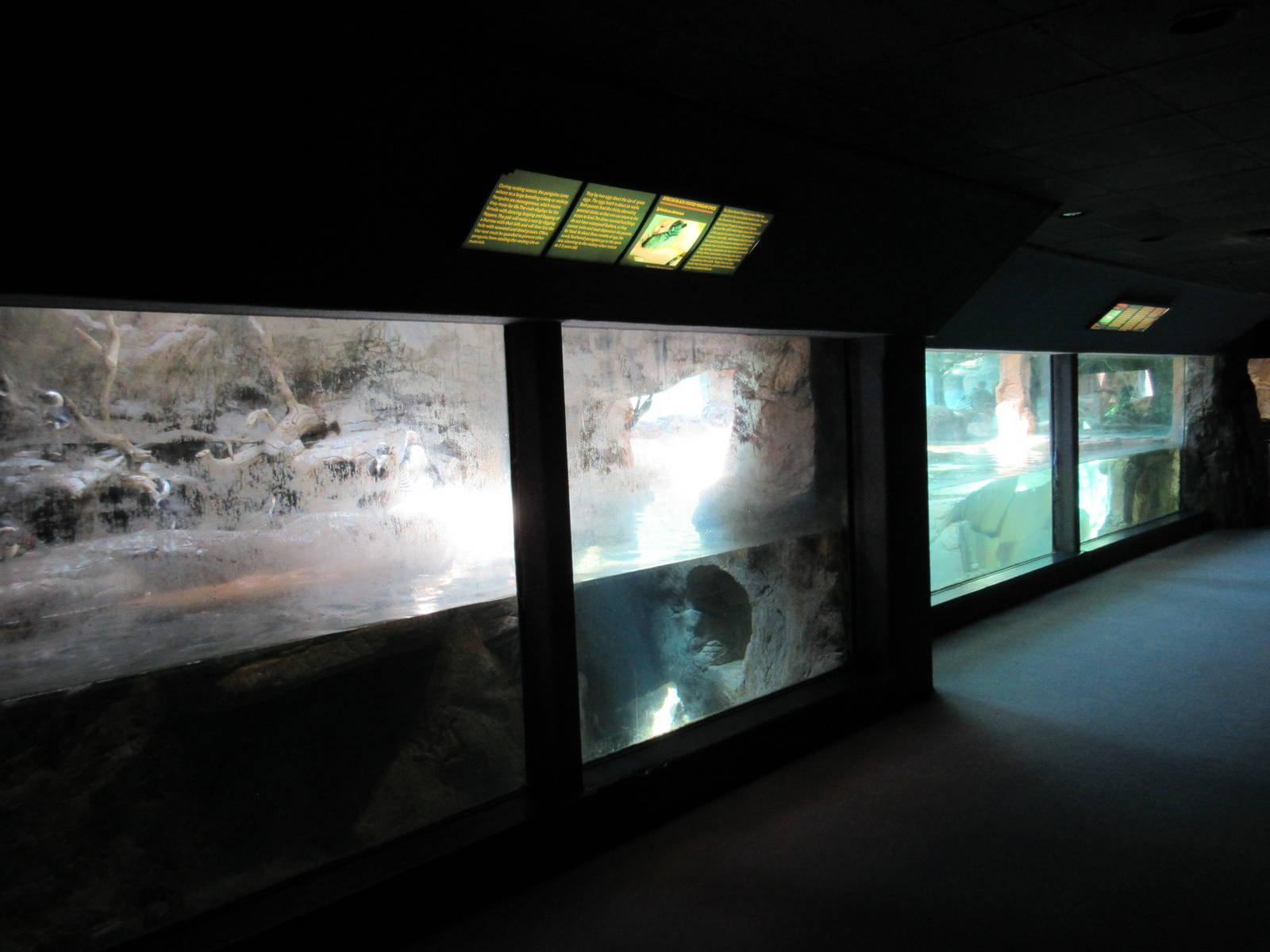 African Penguin Exhibit
