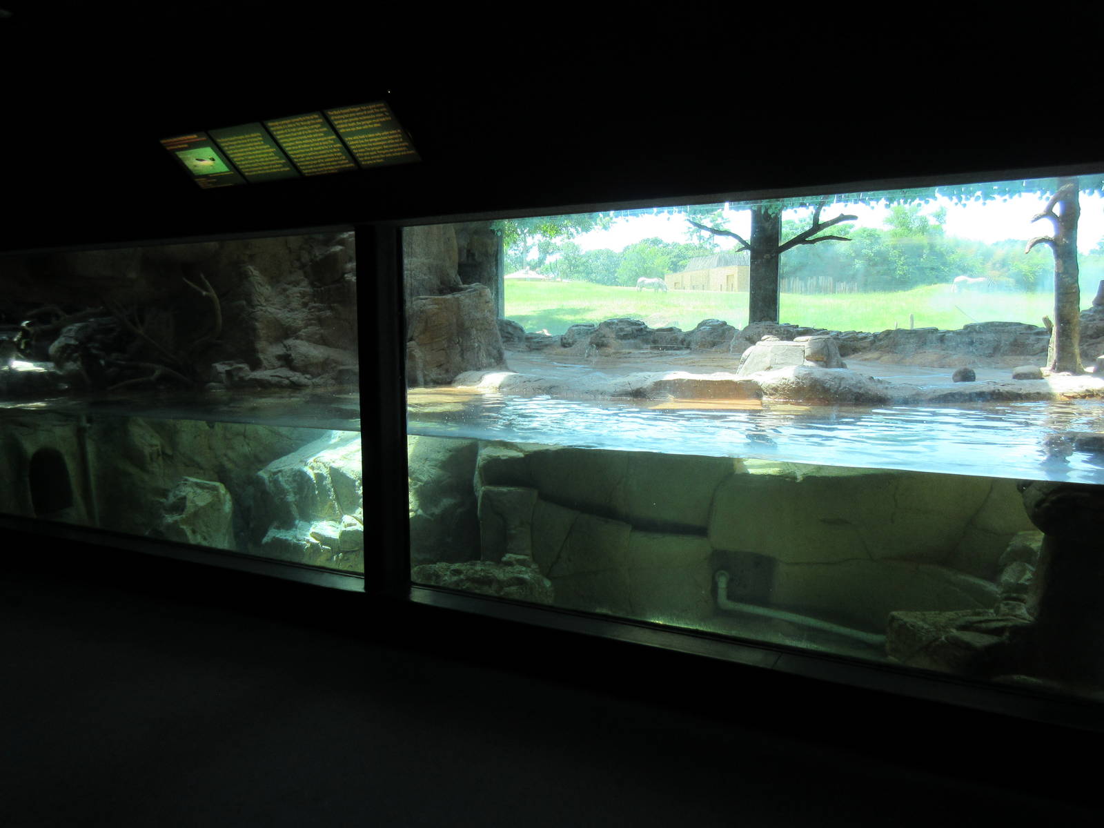 African Penguin Exhibit