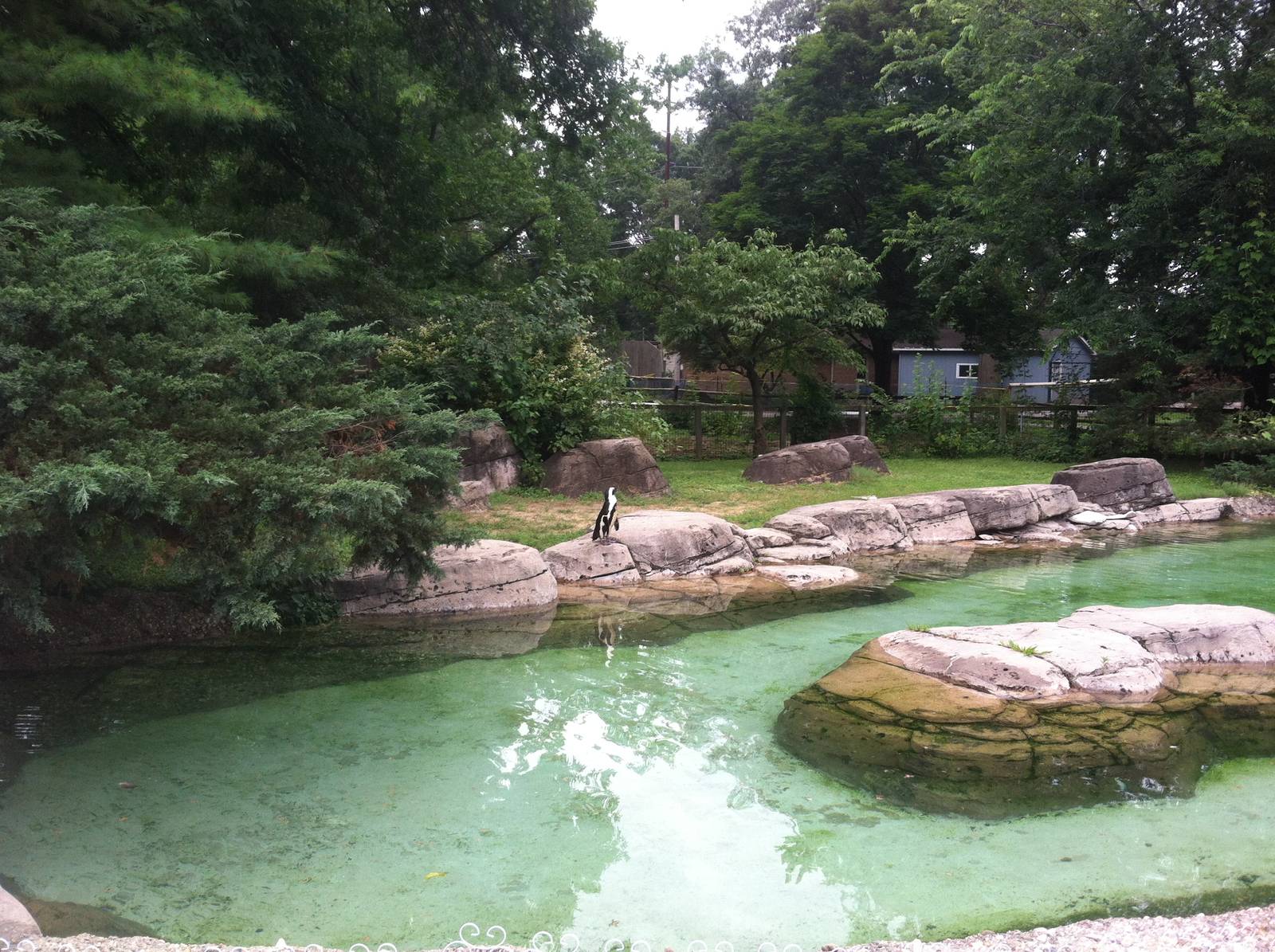 African Penguin Exhibit