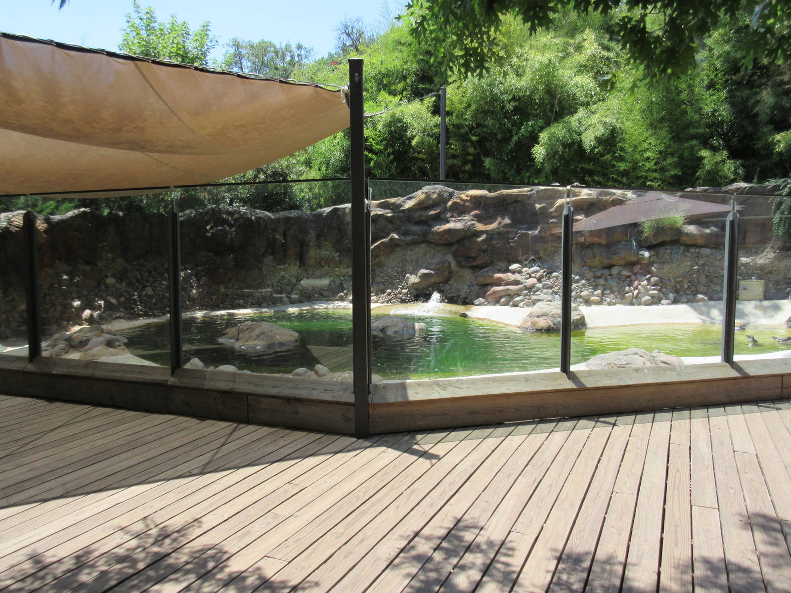 African Penguin Exhibit