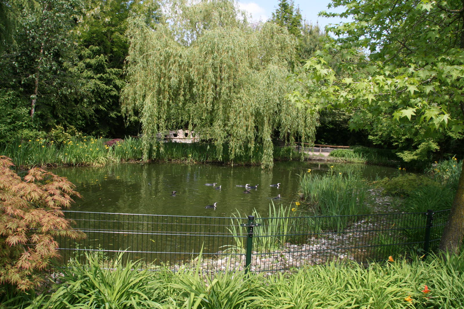 African penguin exhibit