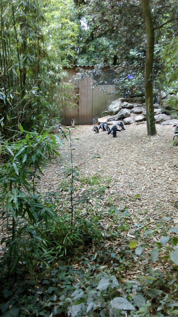 African Penguin Exhibit