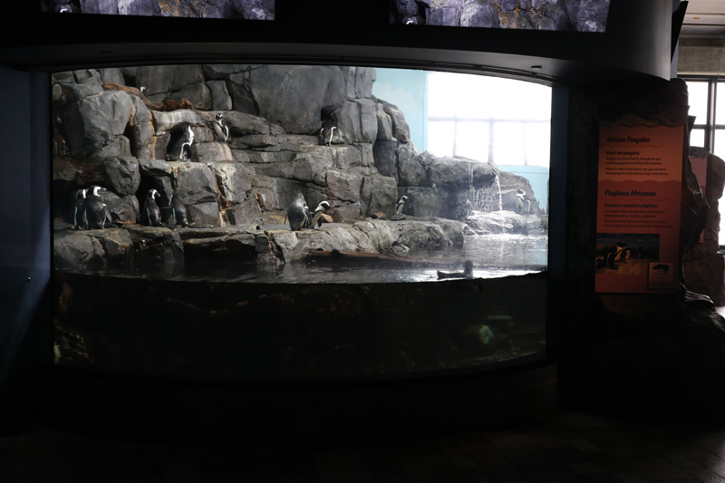 african penguin exhibit
