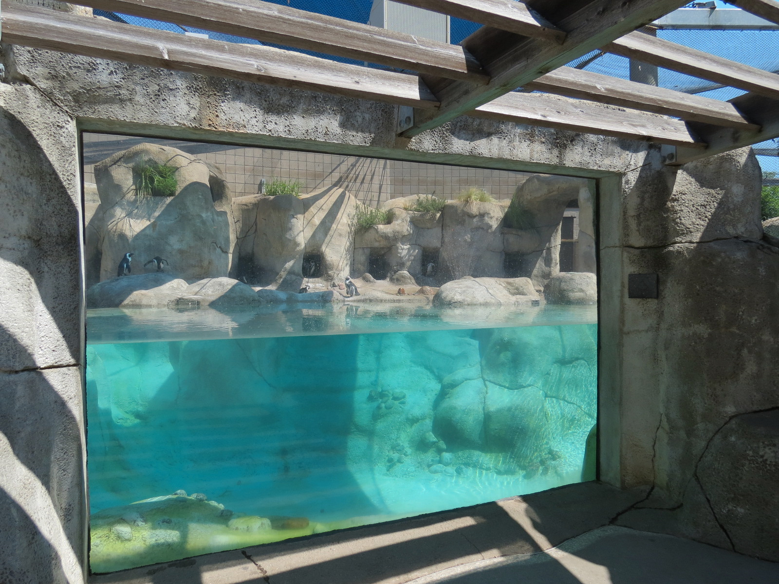 African Penguin Exhibit