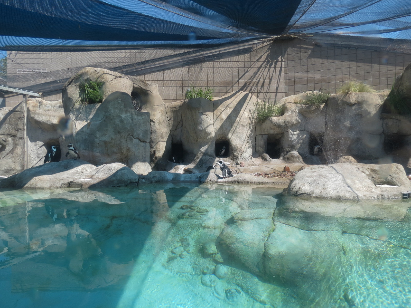 African Penguin Exhibit