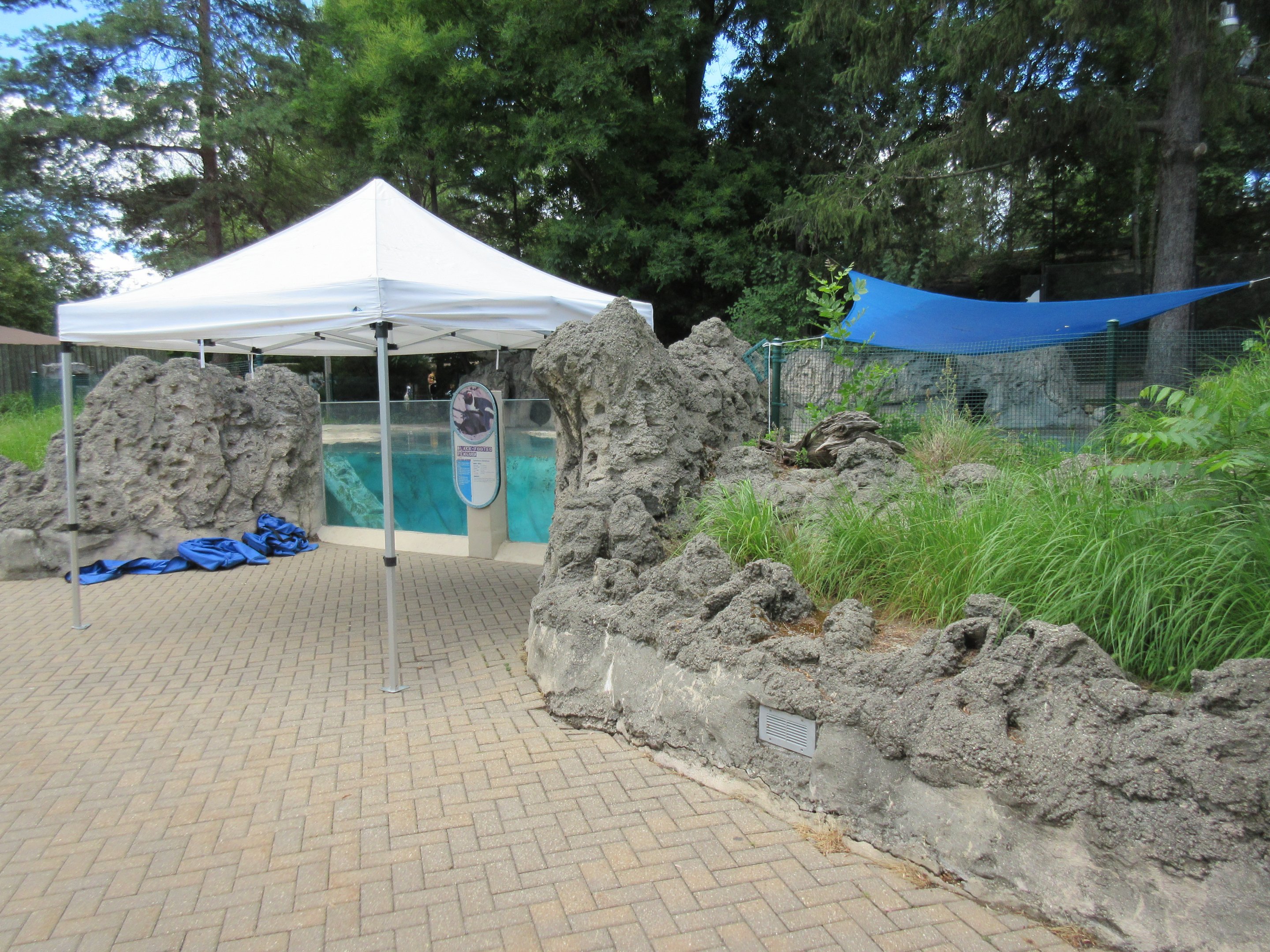 African Penguin Exhibit