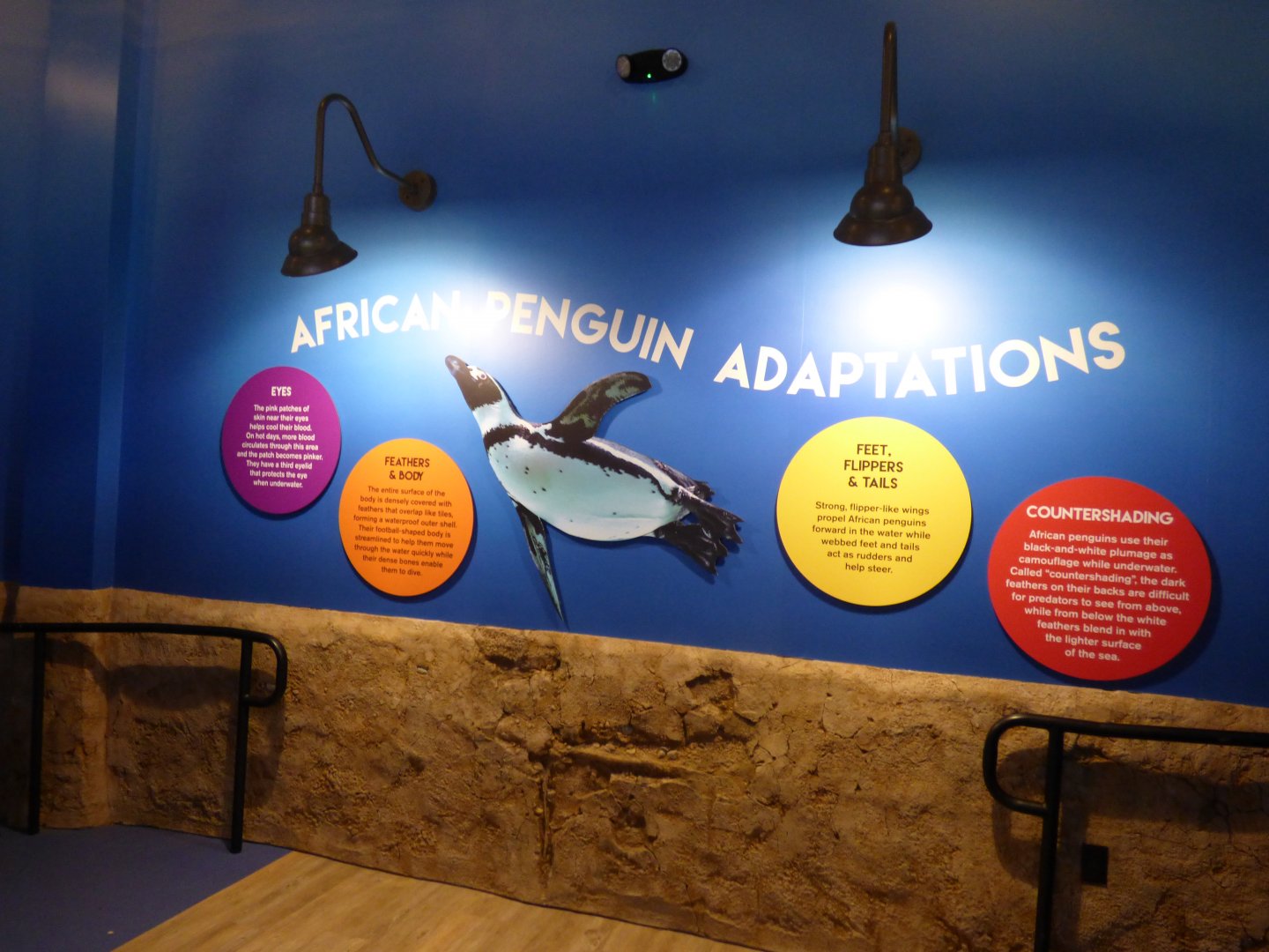 African Penguin Exhibit