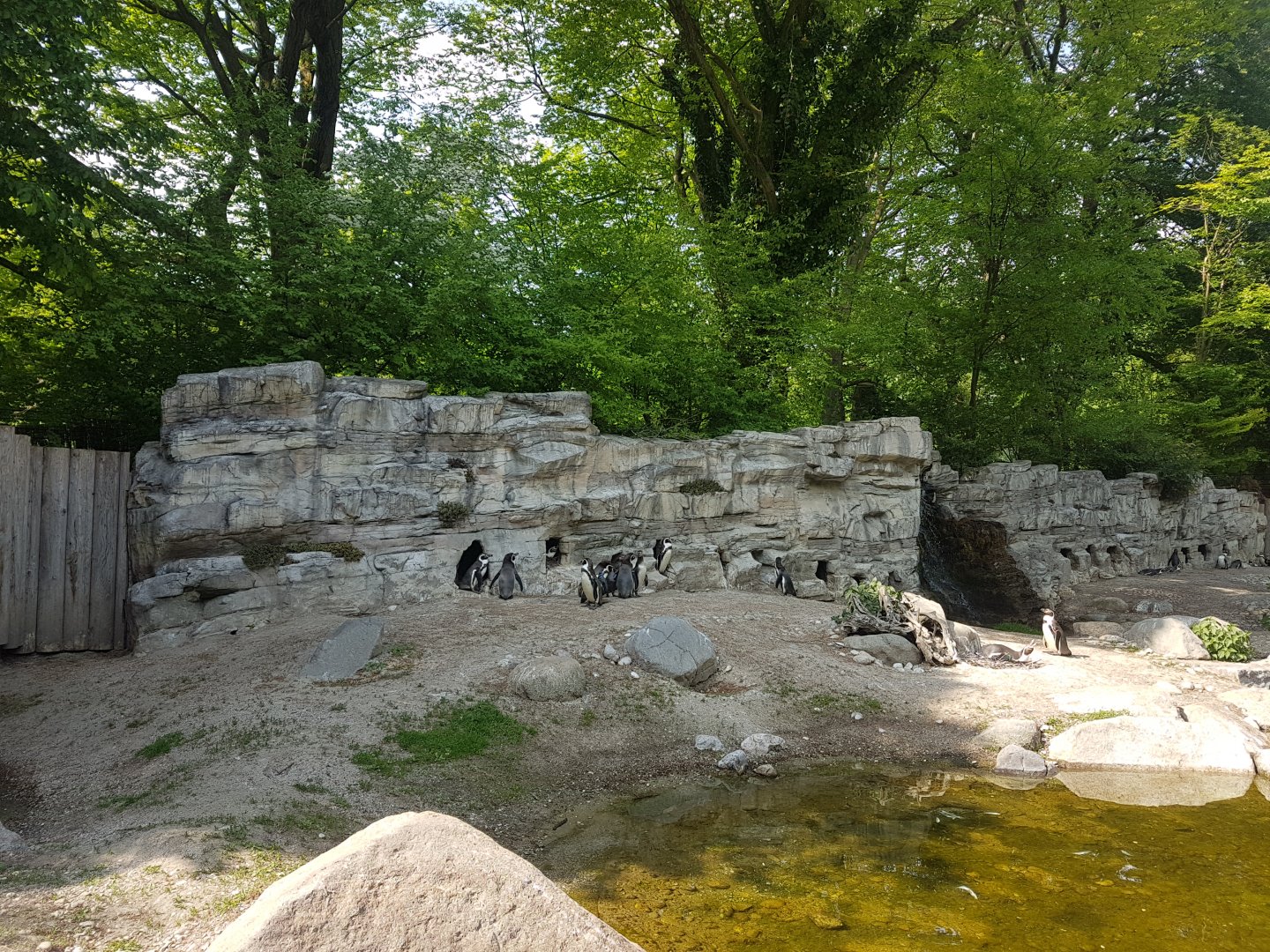 African penguin Exhibit