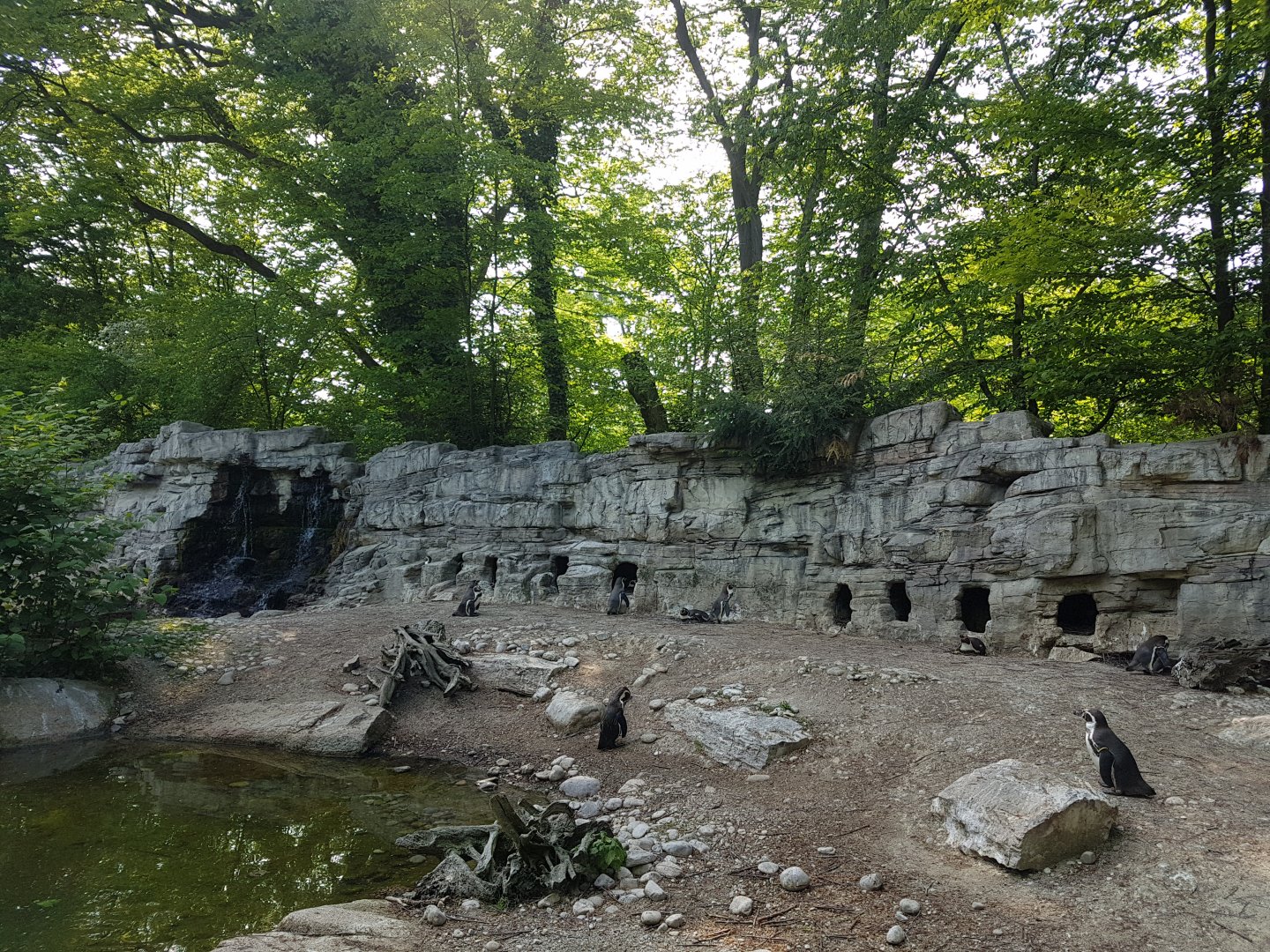 African Penguin Exhibit