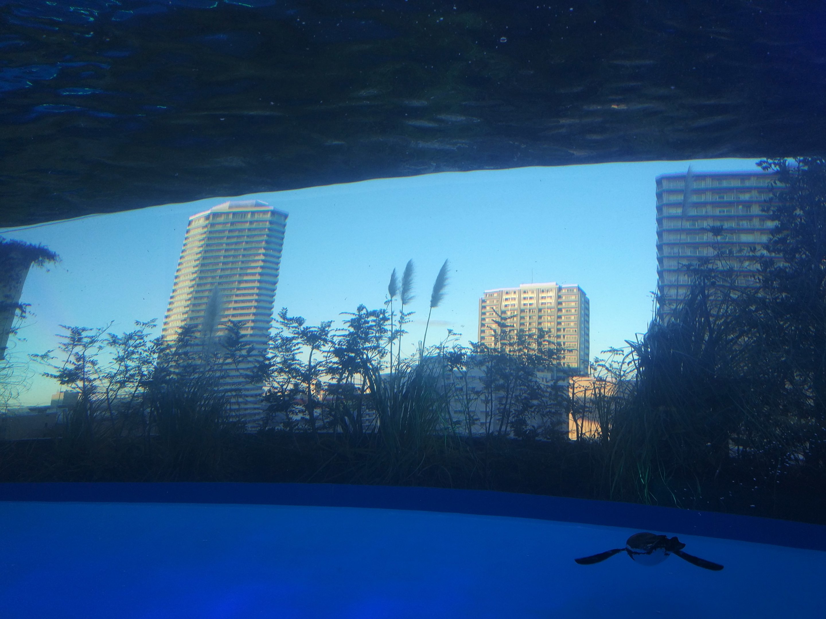 African Penguin Exhibit