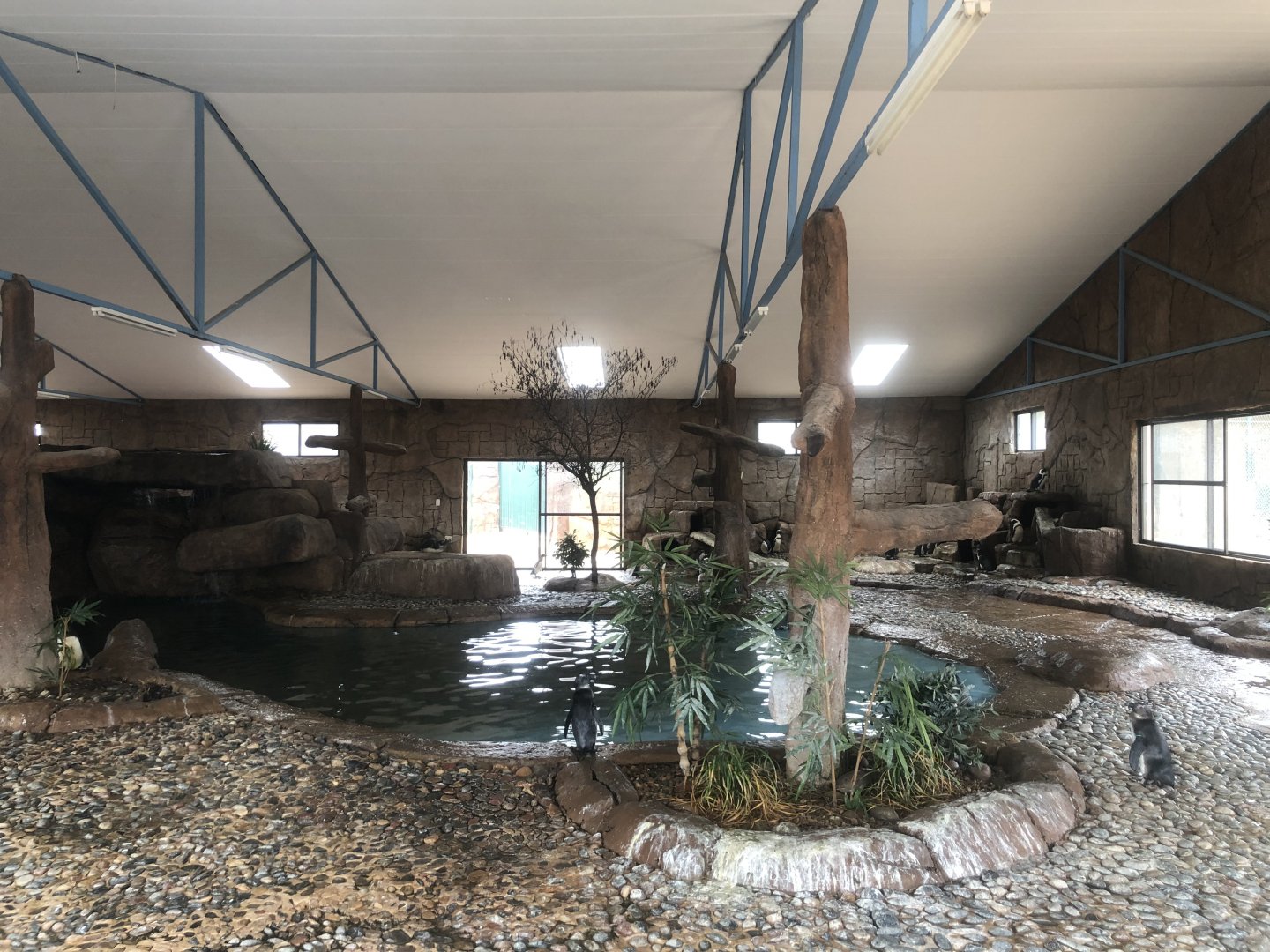 African Penguin Exhibit