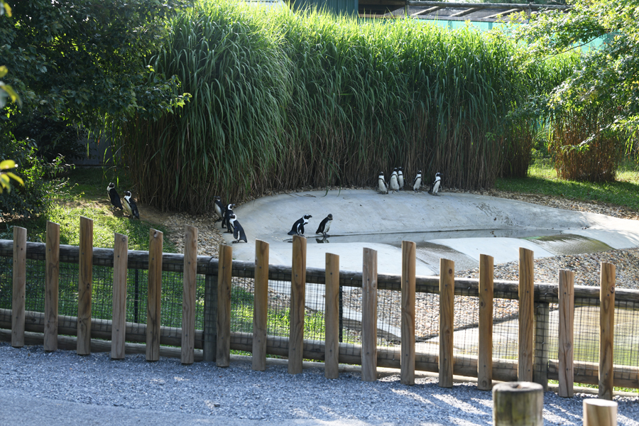 african penguin exhibit