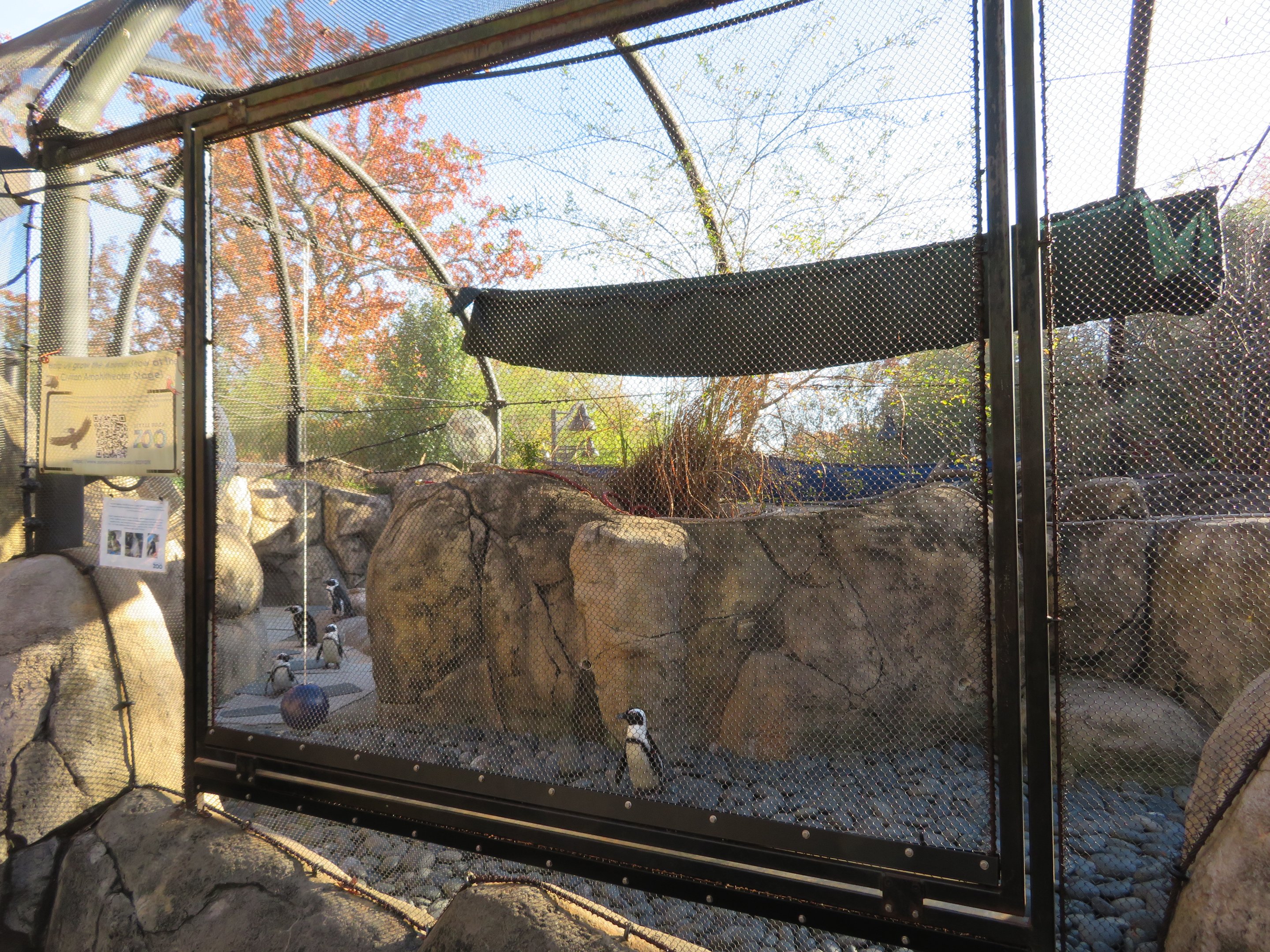 African Penguin Exhibit