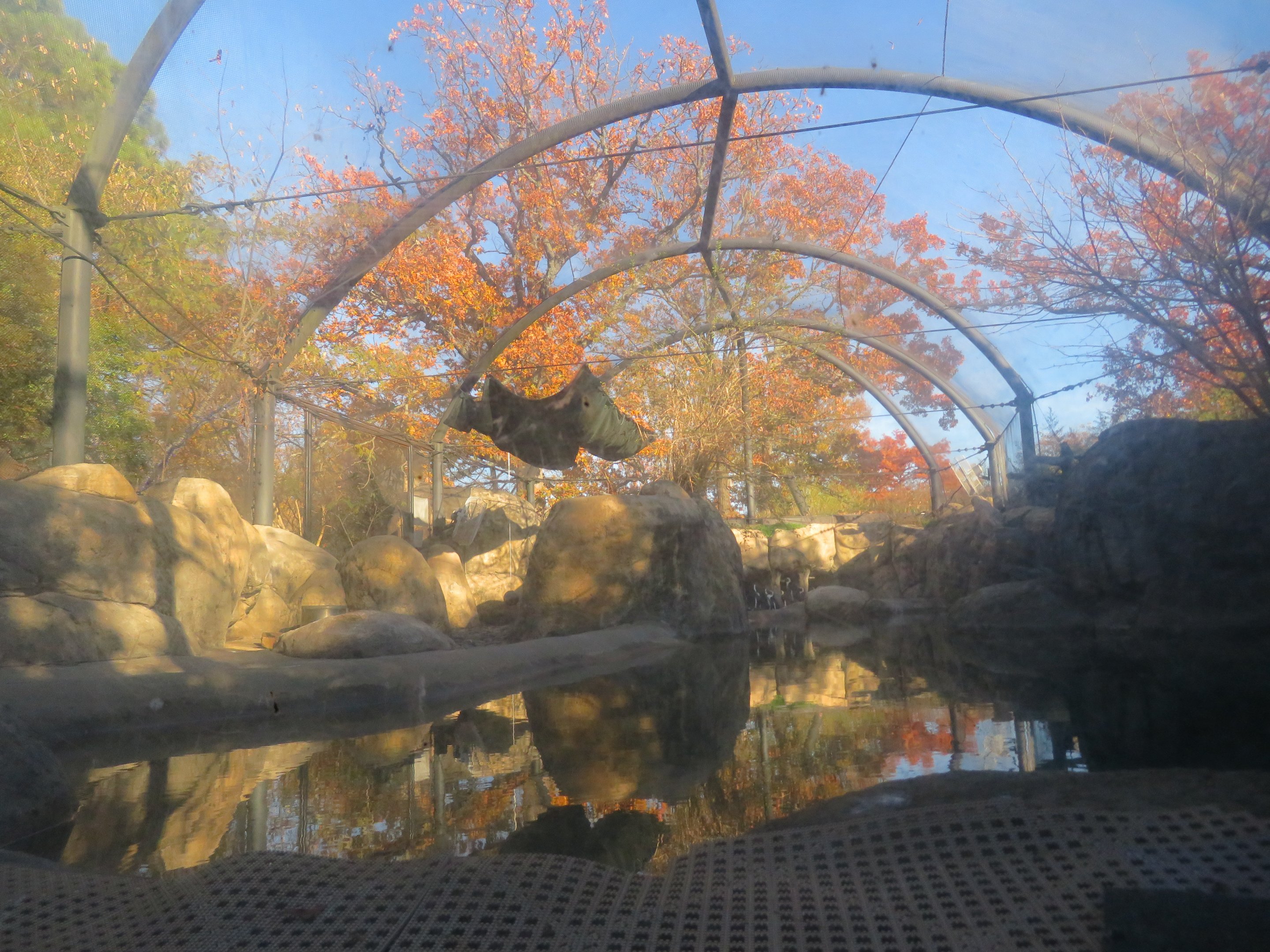 African Penguin Exhibit