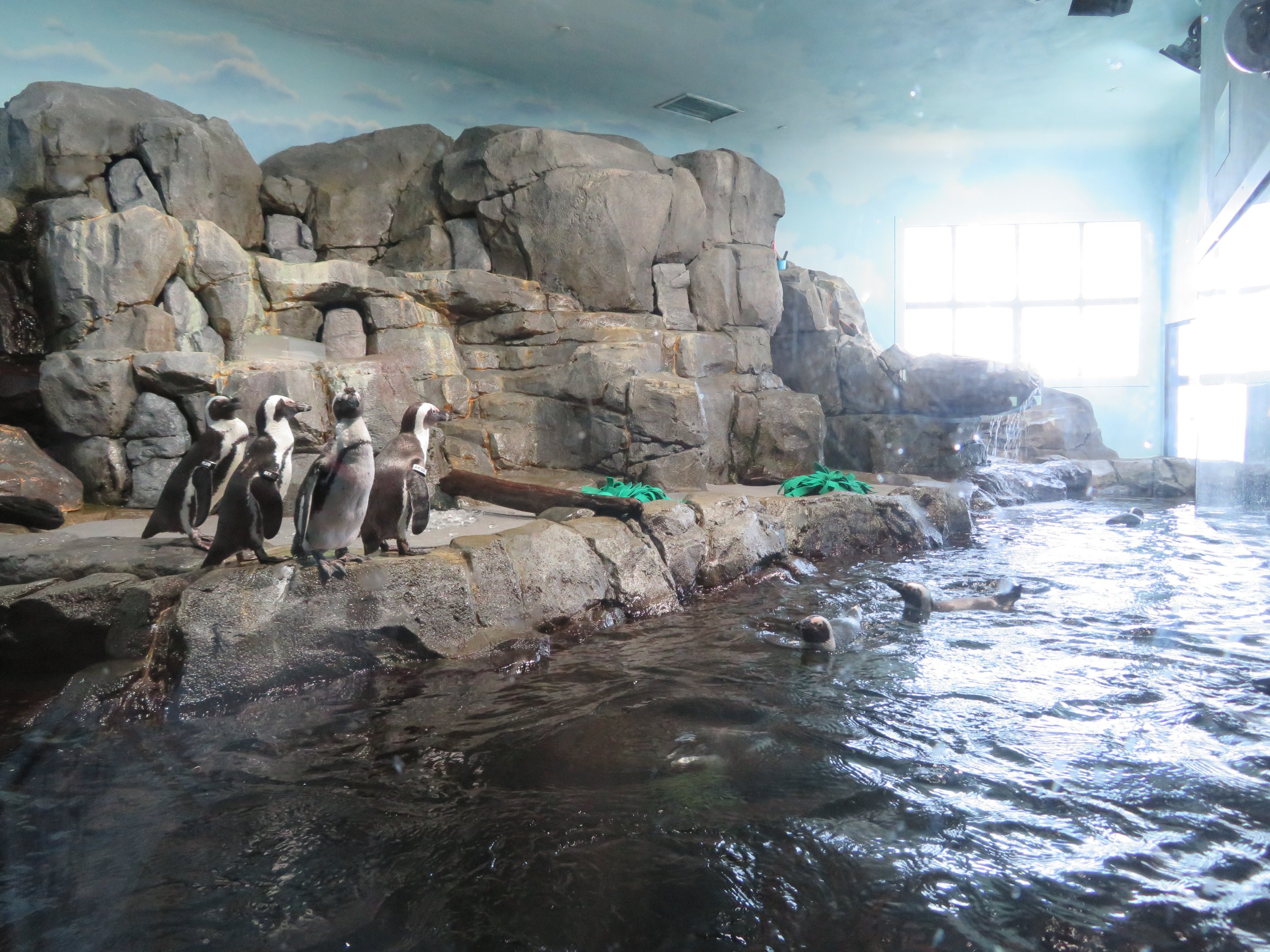 African Penguin Exhibit