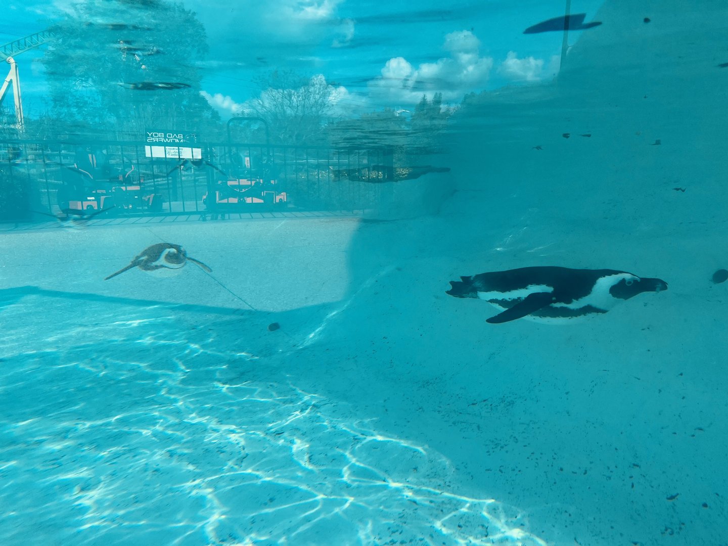 African Penguin Exhibit