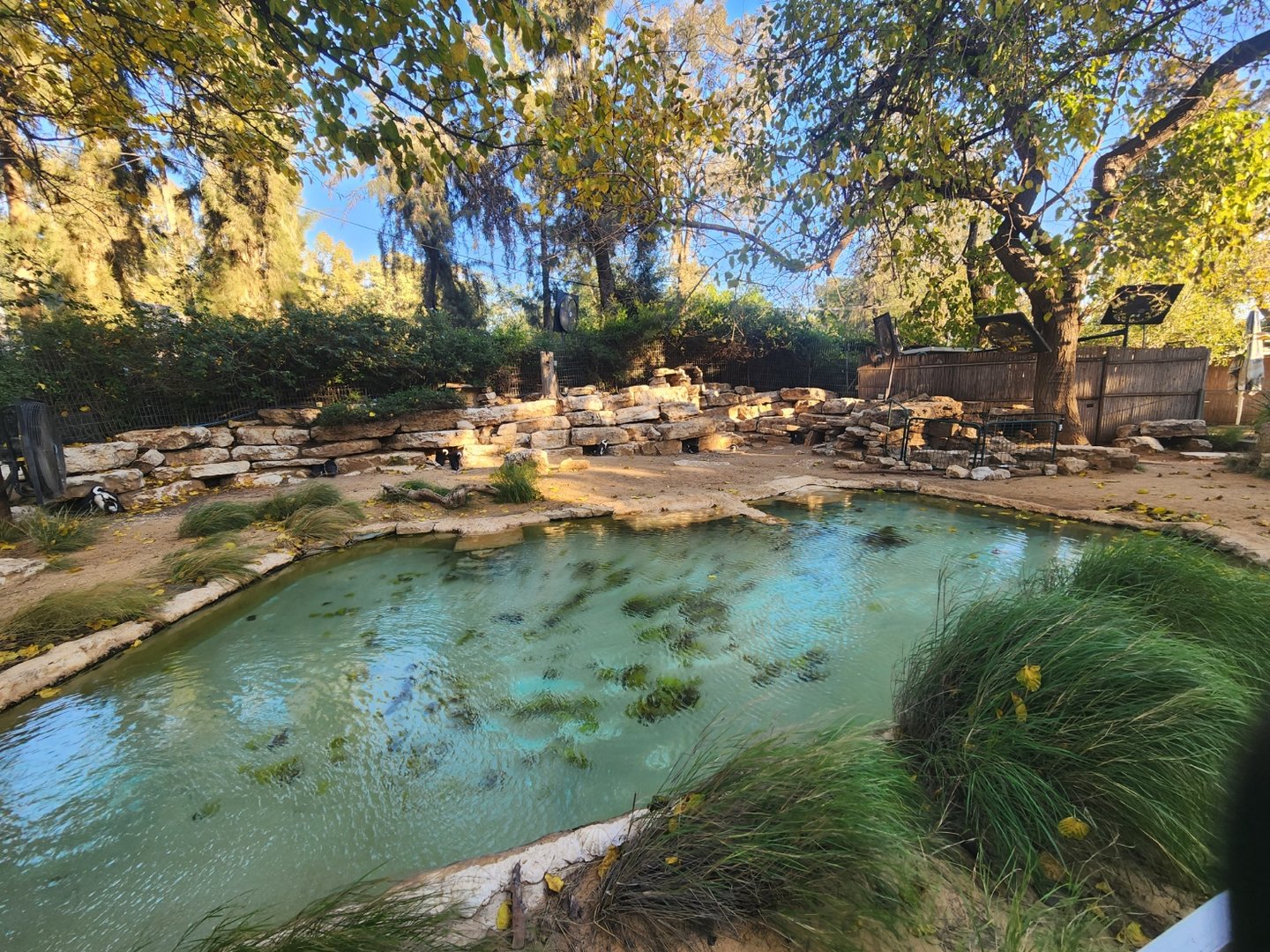 African Penguin Exhibit