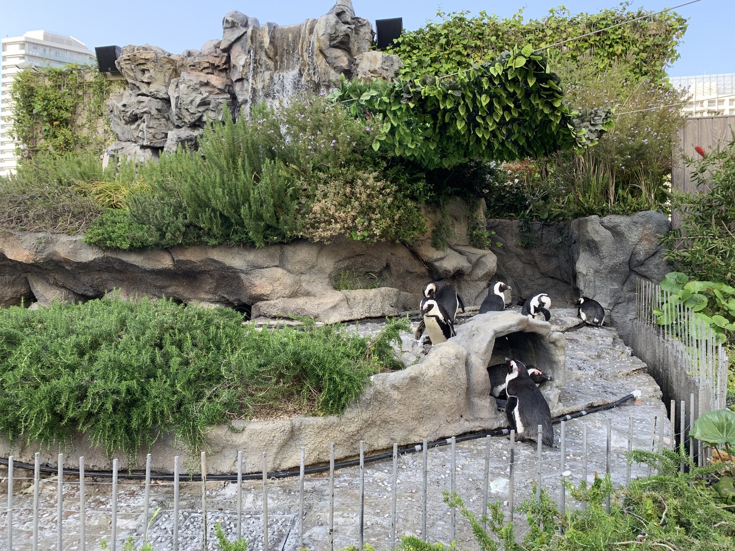 African Penguin Exhibit