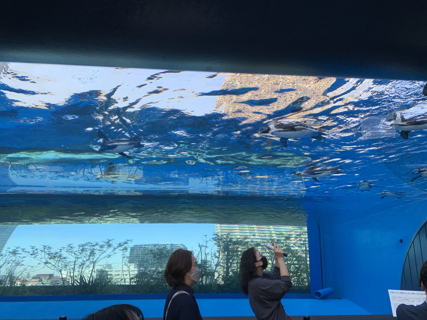 African Penguin Exhibit