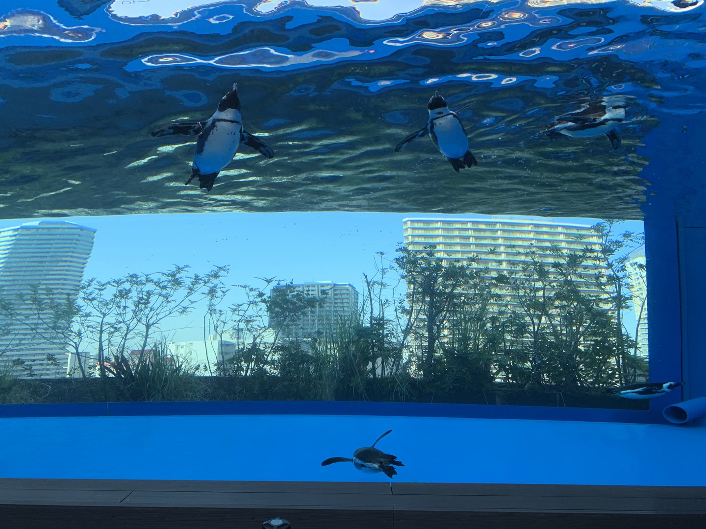 African Penguin Exhibit