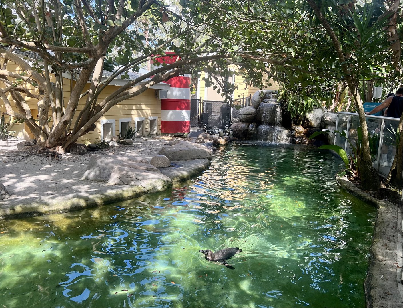 African Penguin Exhibit