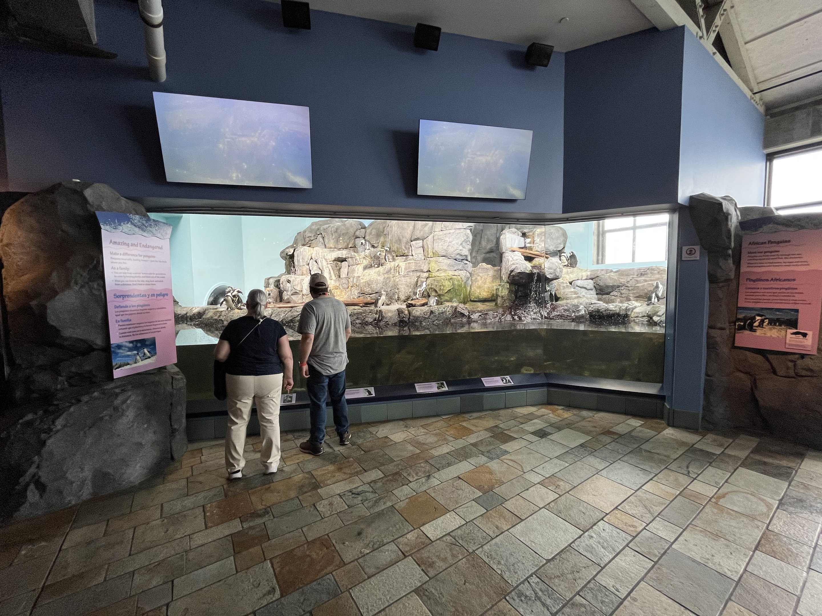 African Penguin Exhibit