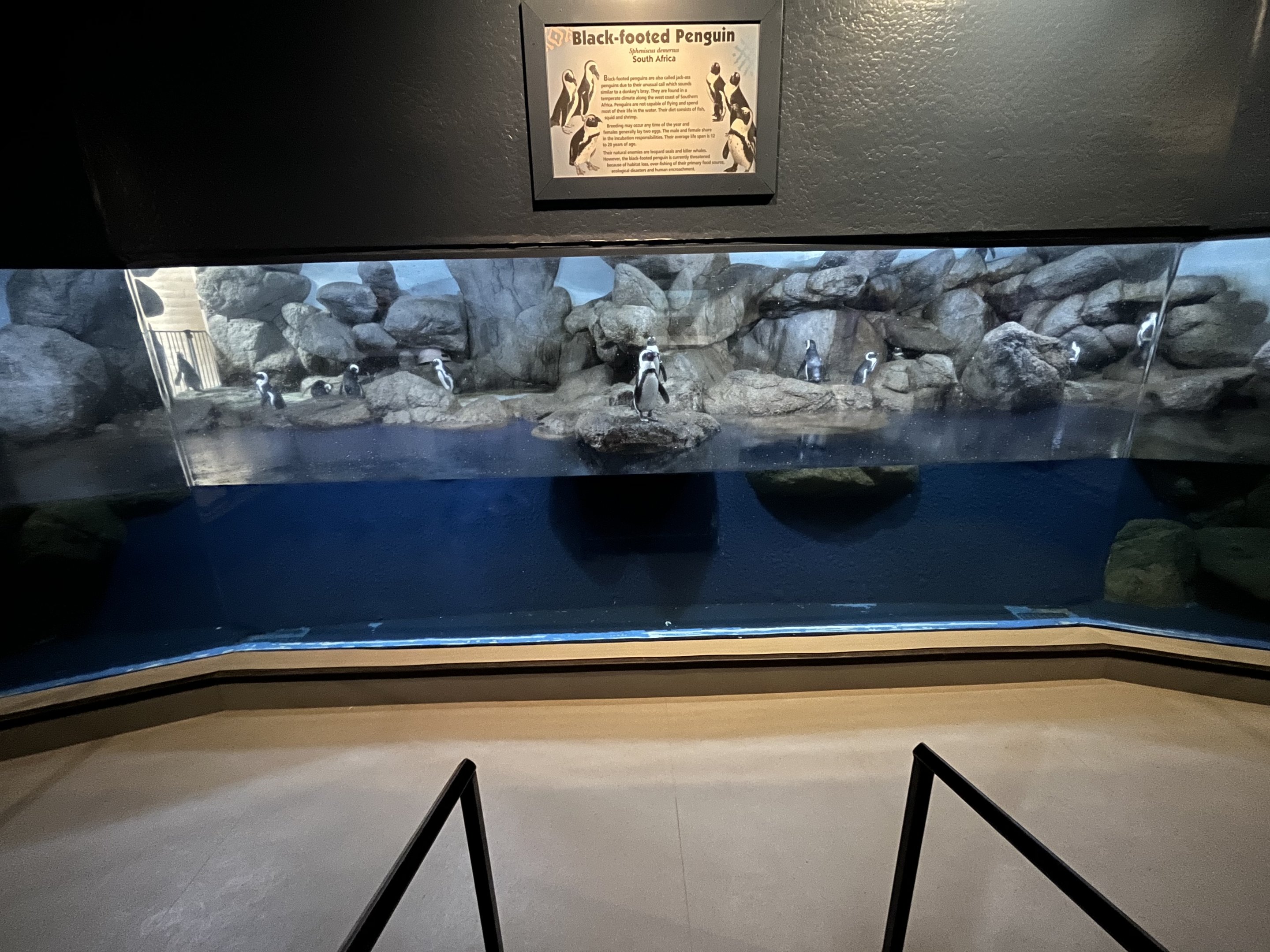 African Penguin Exhibit