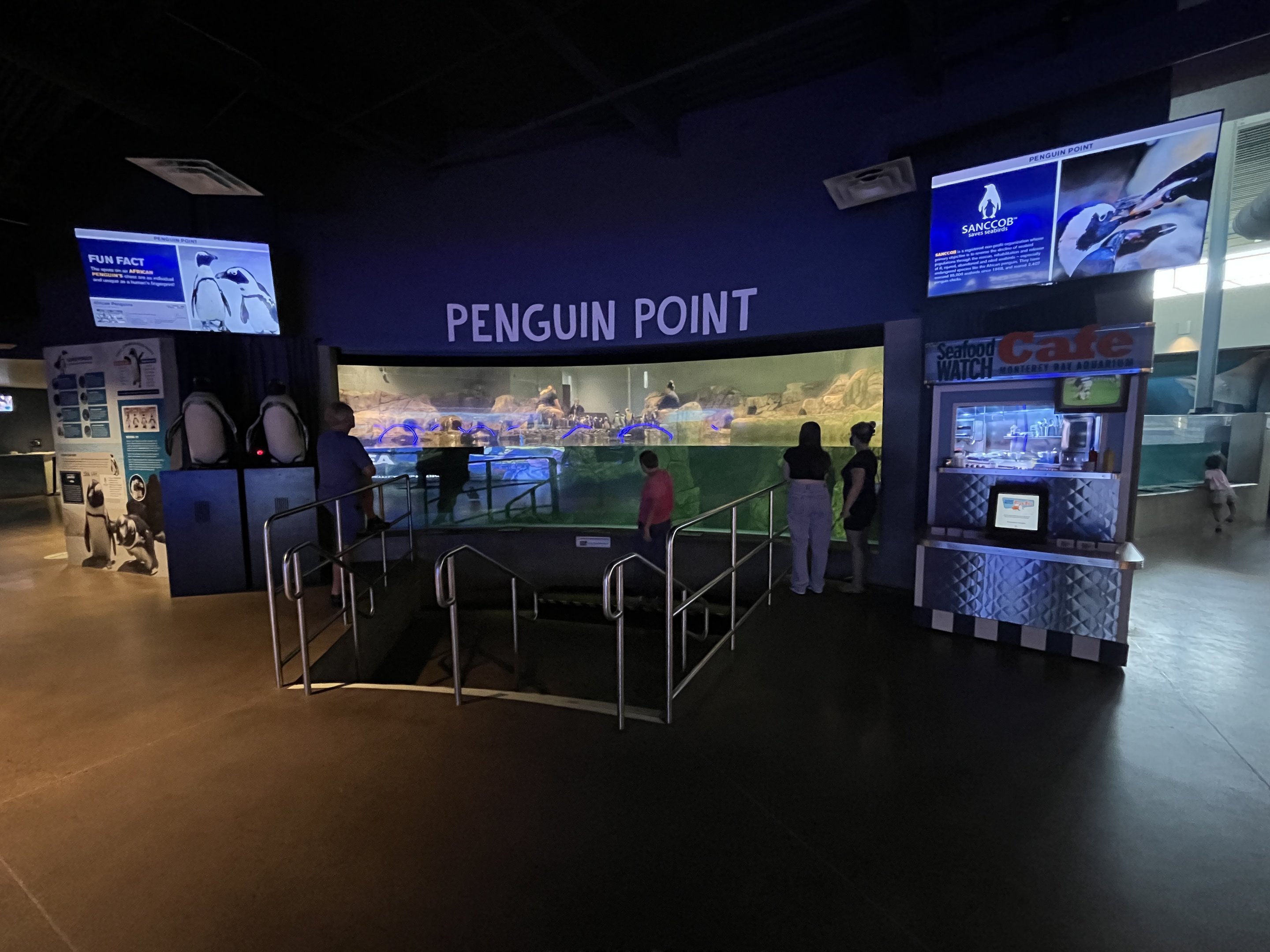 African Penguin Exhibit